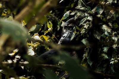Mountain Gorilla Peering Through Dense Forest Foliage