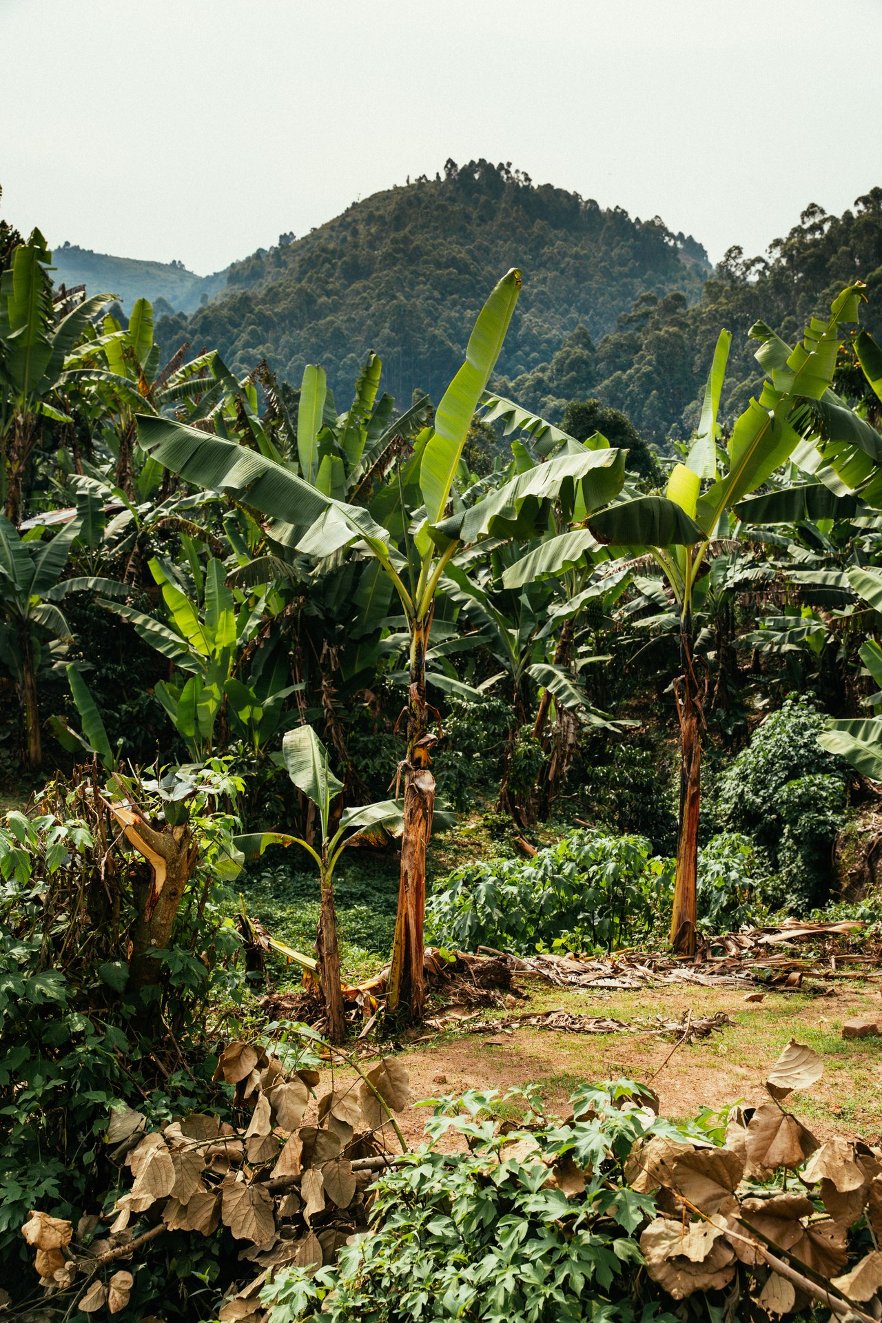 Banana plantation in front of Uganda's green mountains