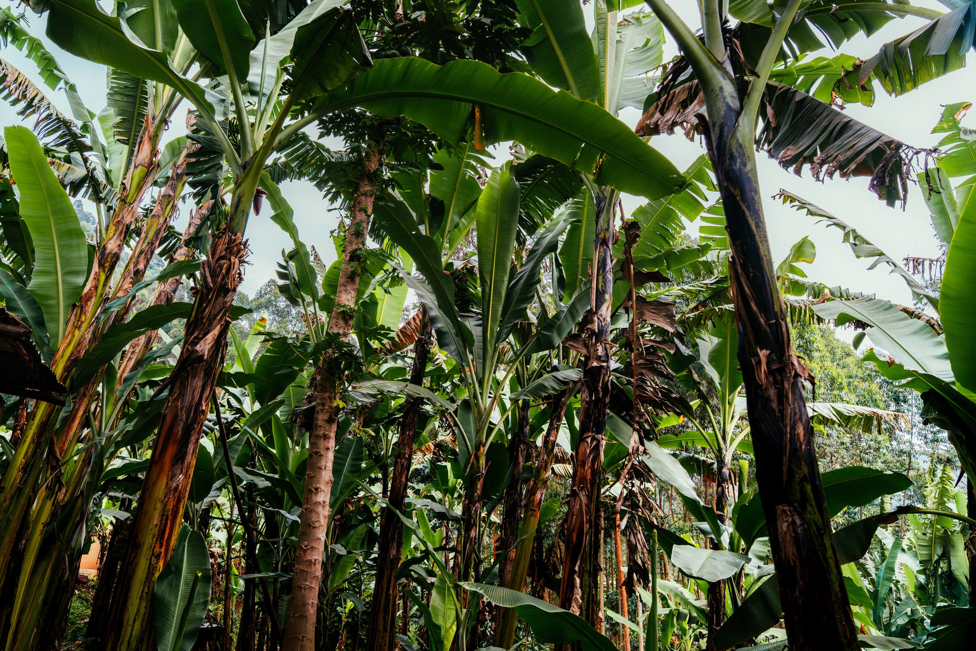 Banana plantation in Buhoma, green community life