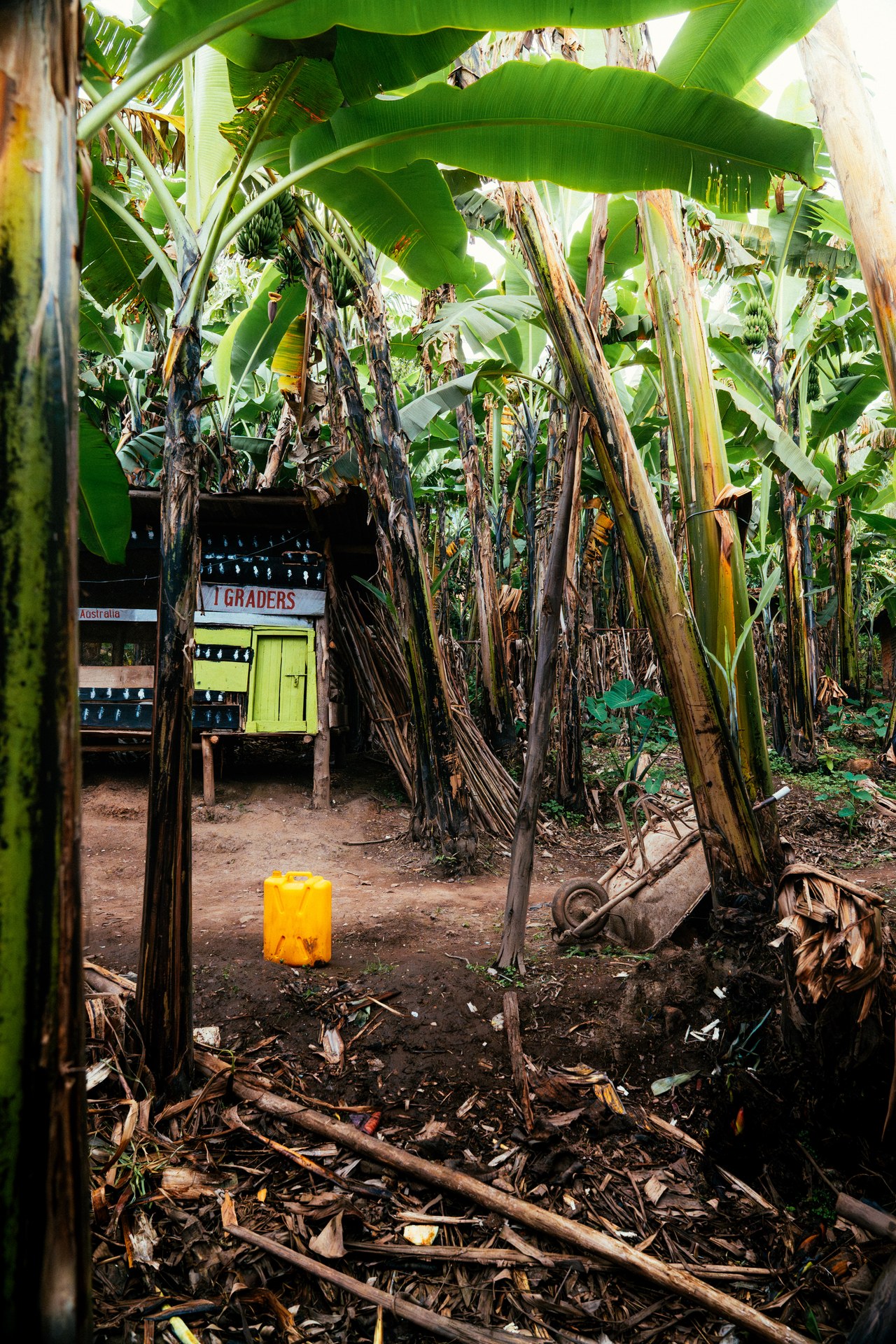 Banana plantation in Buhoma, life among the plants