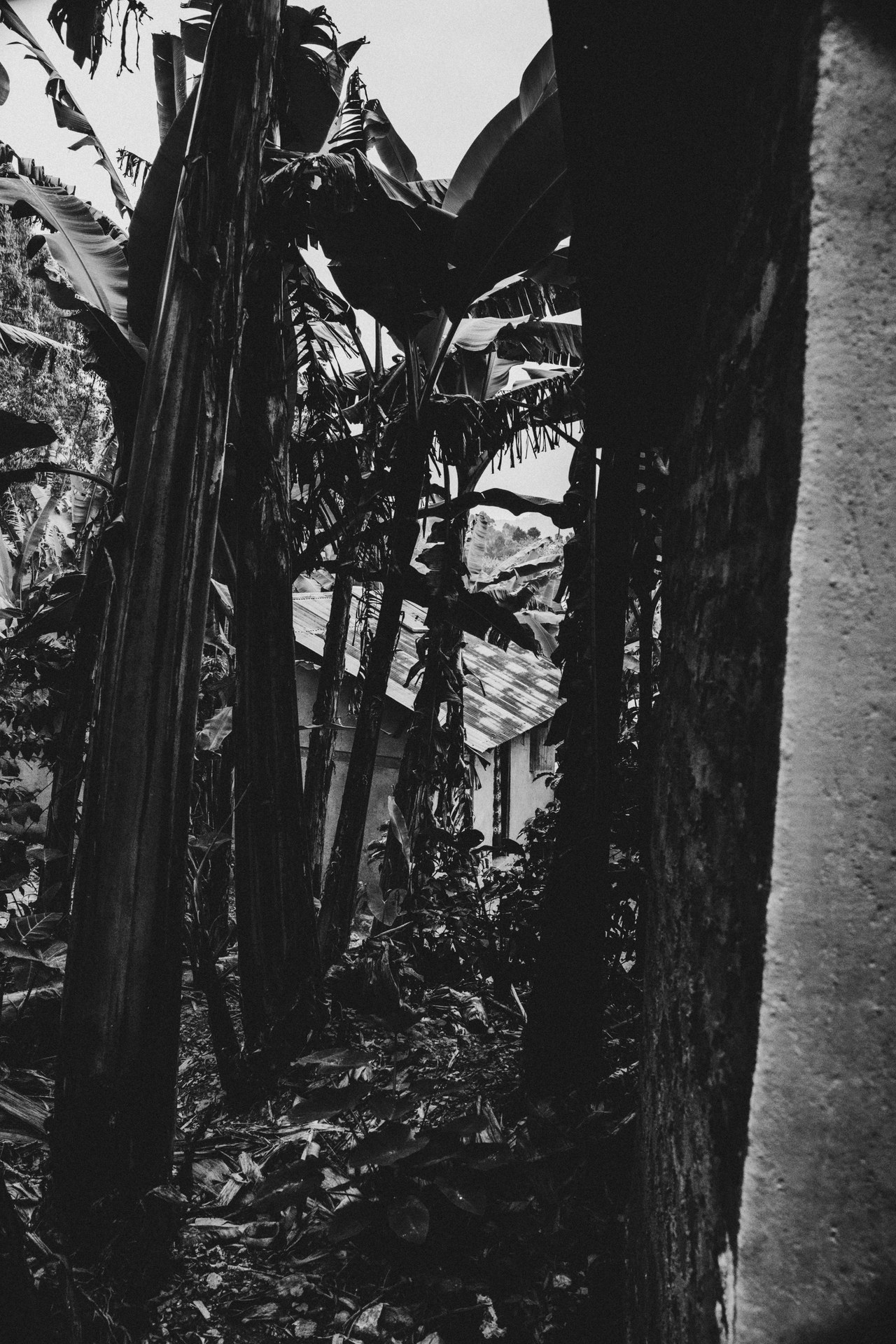 Among banana plants: life around the orphanage