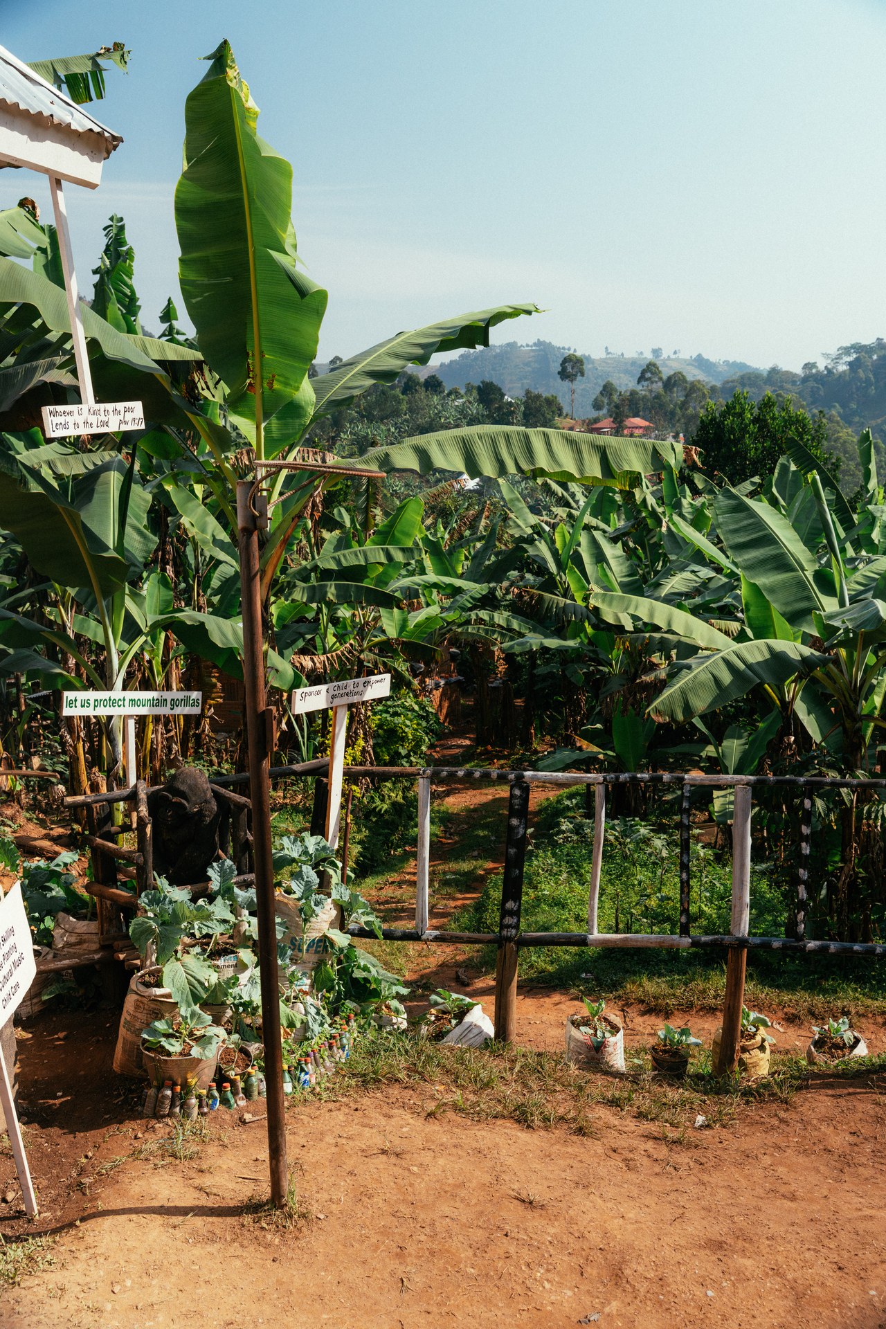 Garden of hope at the orphanage in Buhoma