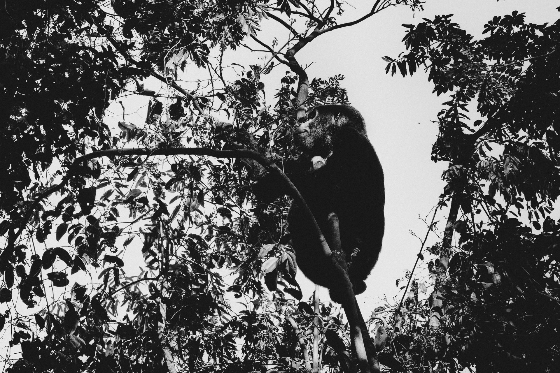 Gorilla in the canopy of Bwindi primeval forest