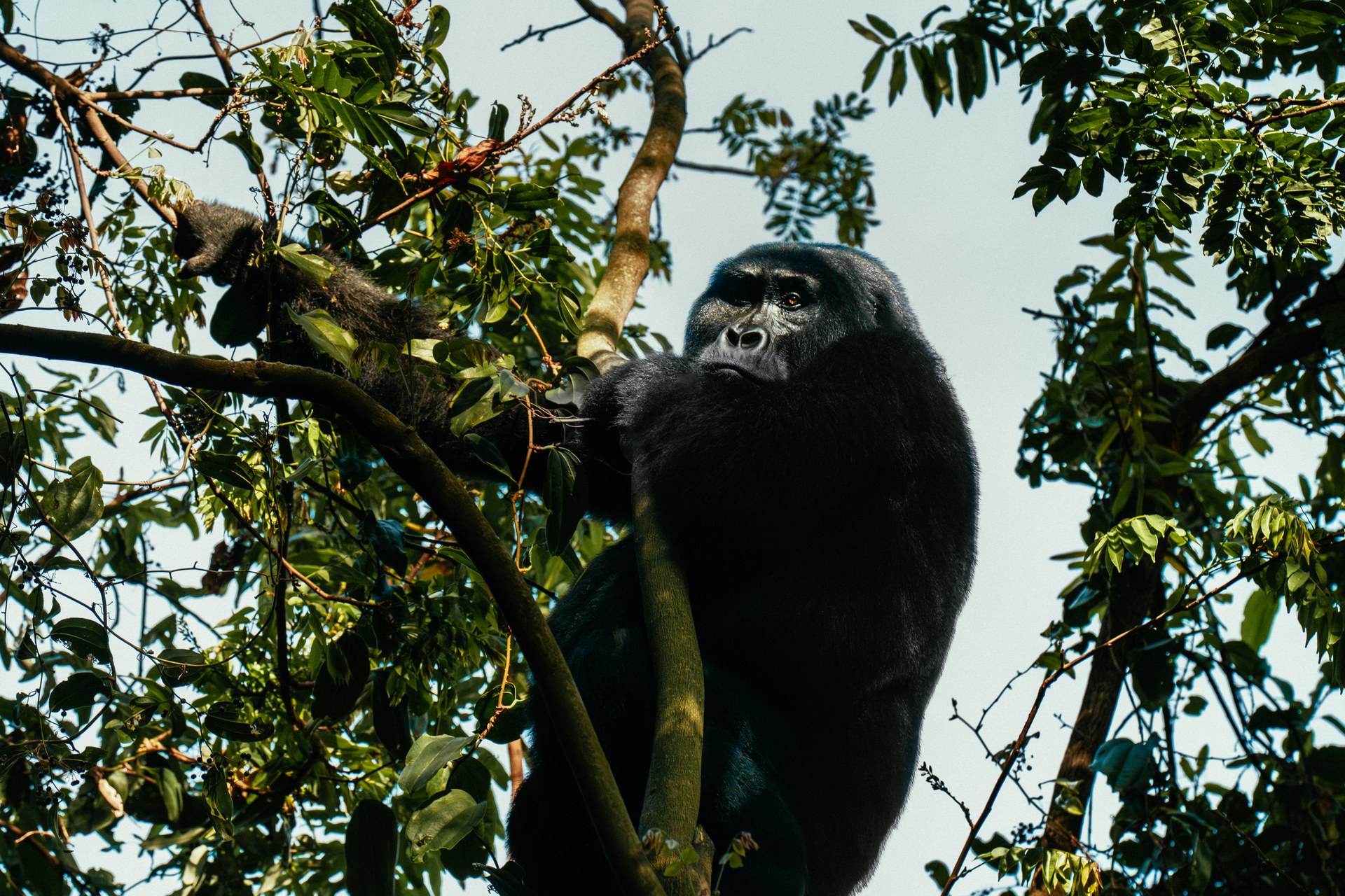 Silverback sitting majestically in Bwindi rainforest