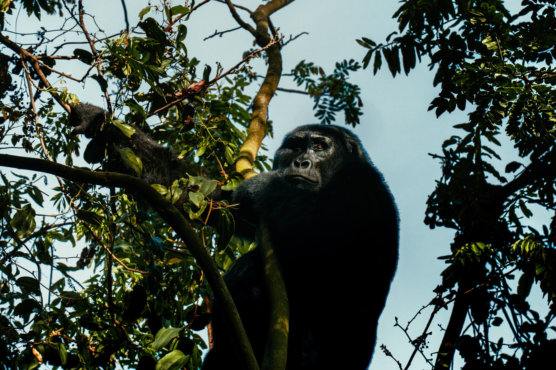 Mountain gorilla gazing down in Bwindi Impenetrable Forest