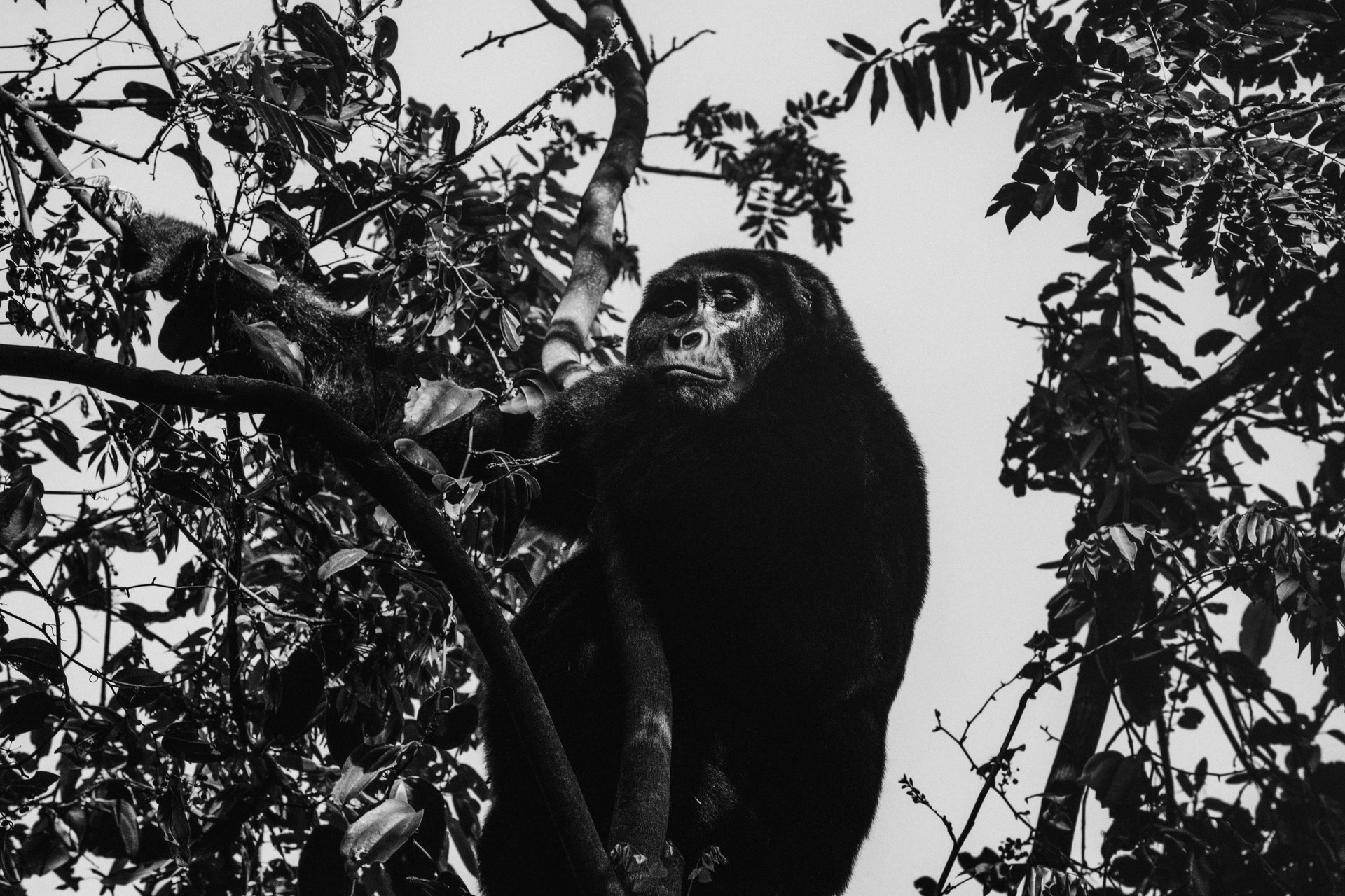 Mountain gorilla in Bwindi rainforest, a quiet gaze