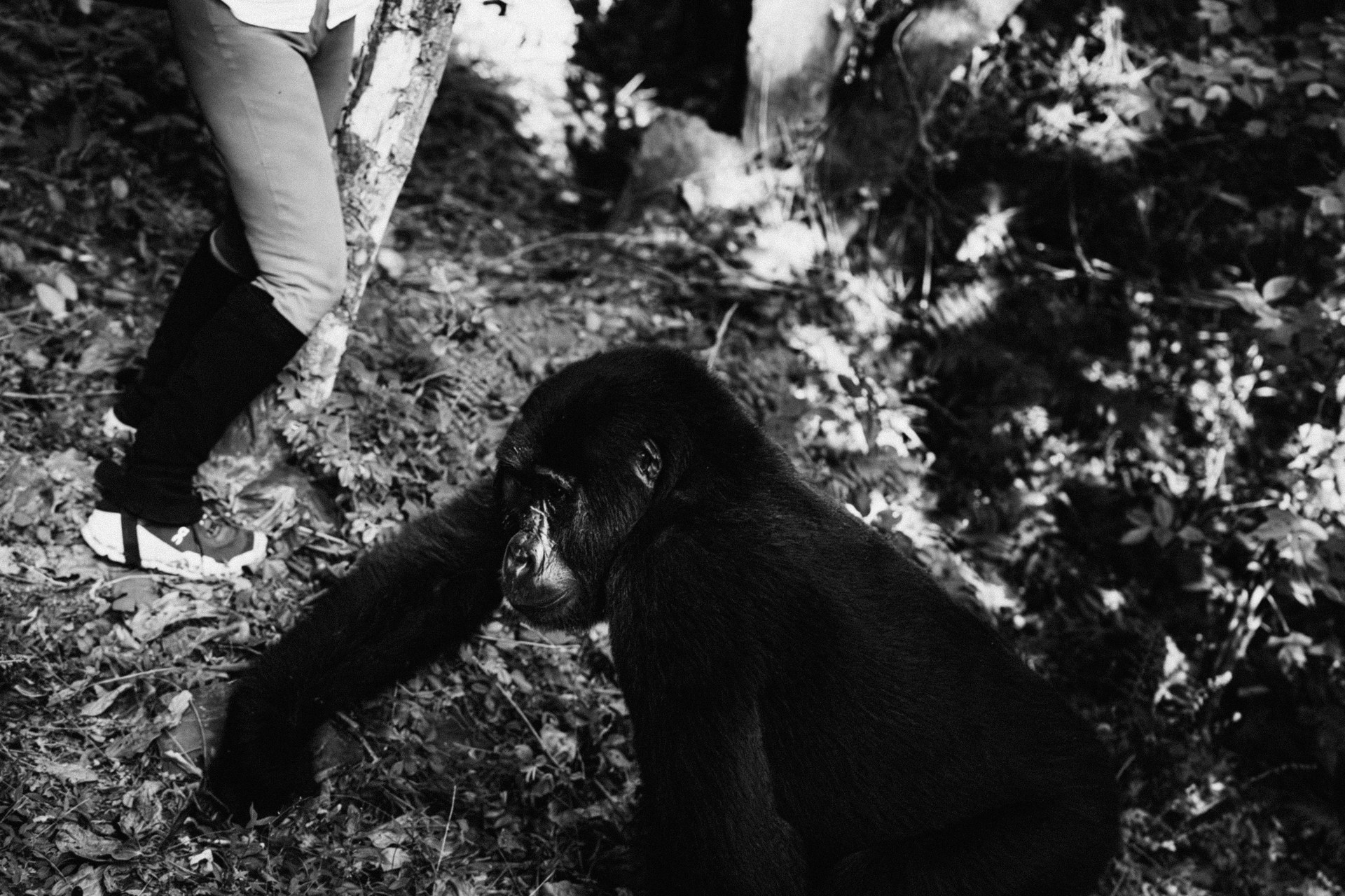 Mountain Gorillas