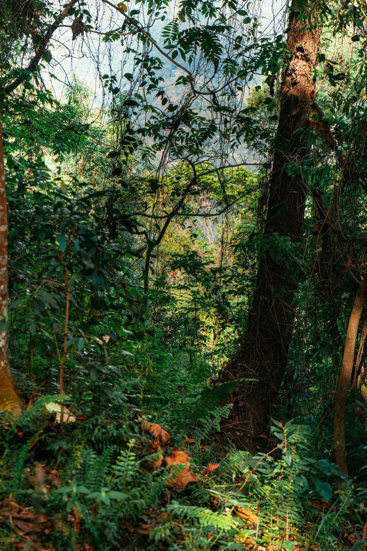 Wildlife & Biodiversity