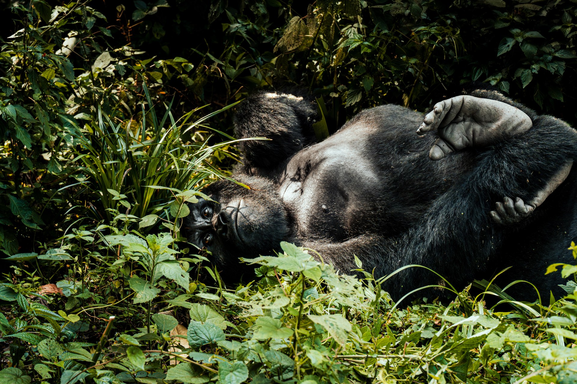 Silverback resting peacefully in Bwindi rainforest