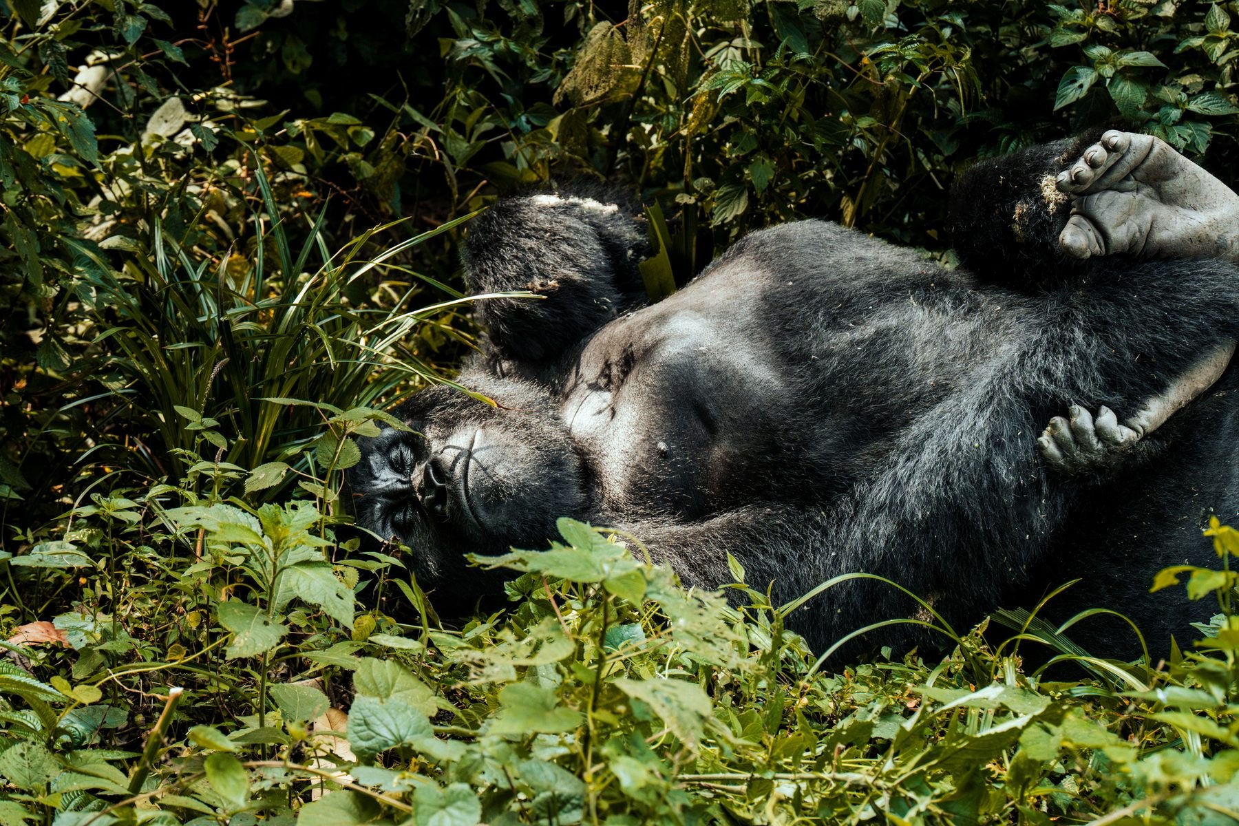 Silverback resting deep in Bwindi rainforest