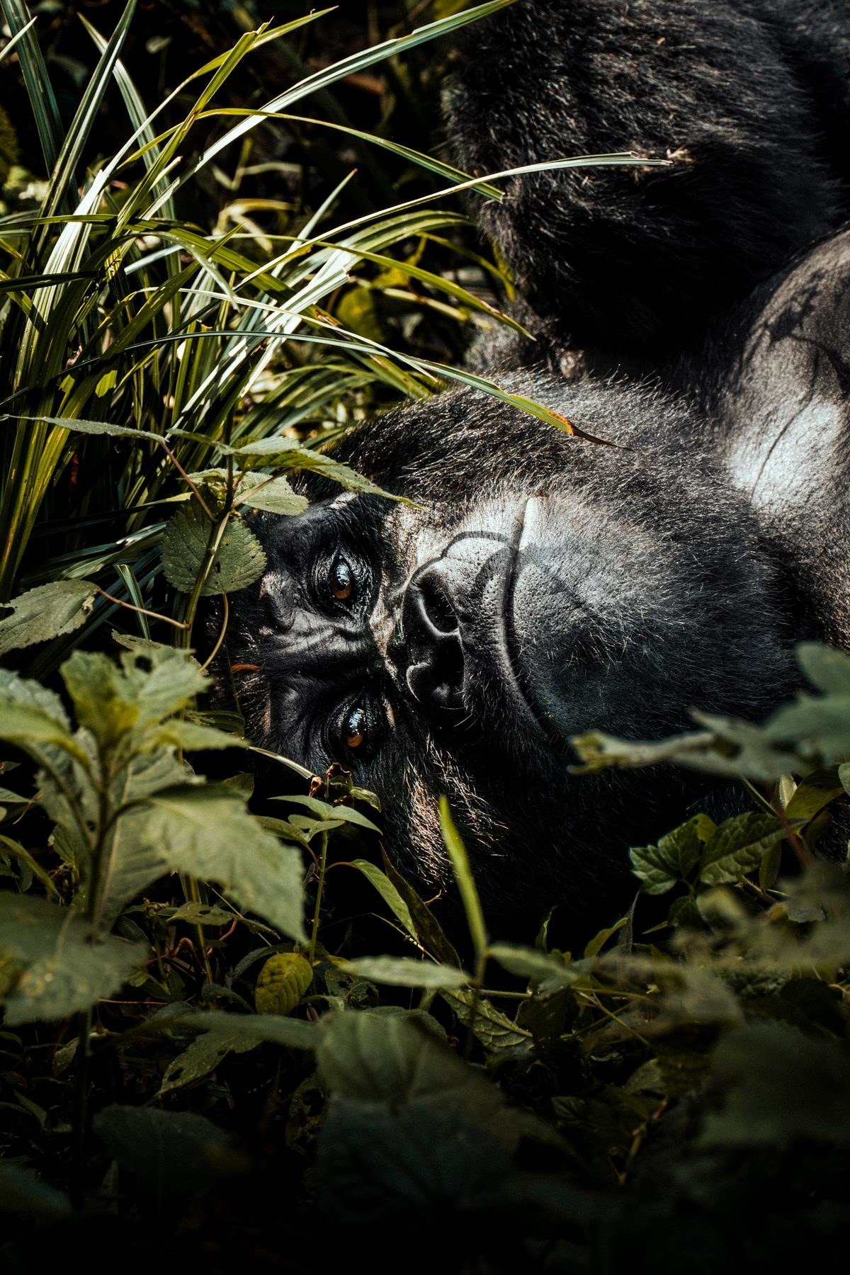 Silverback in the thicket, gazing into ancient eyes