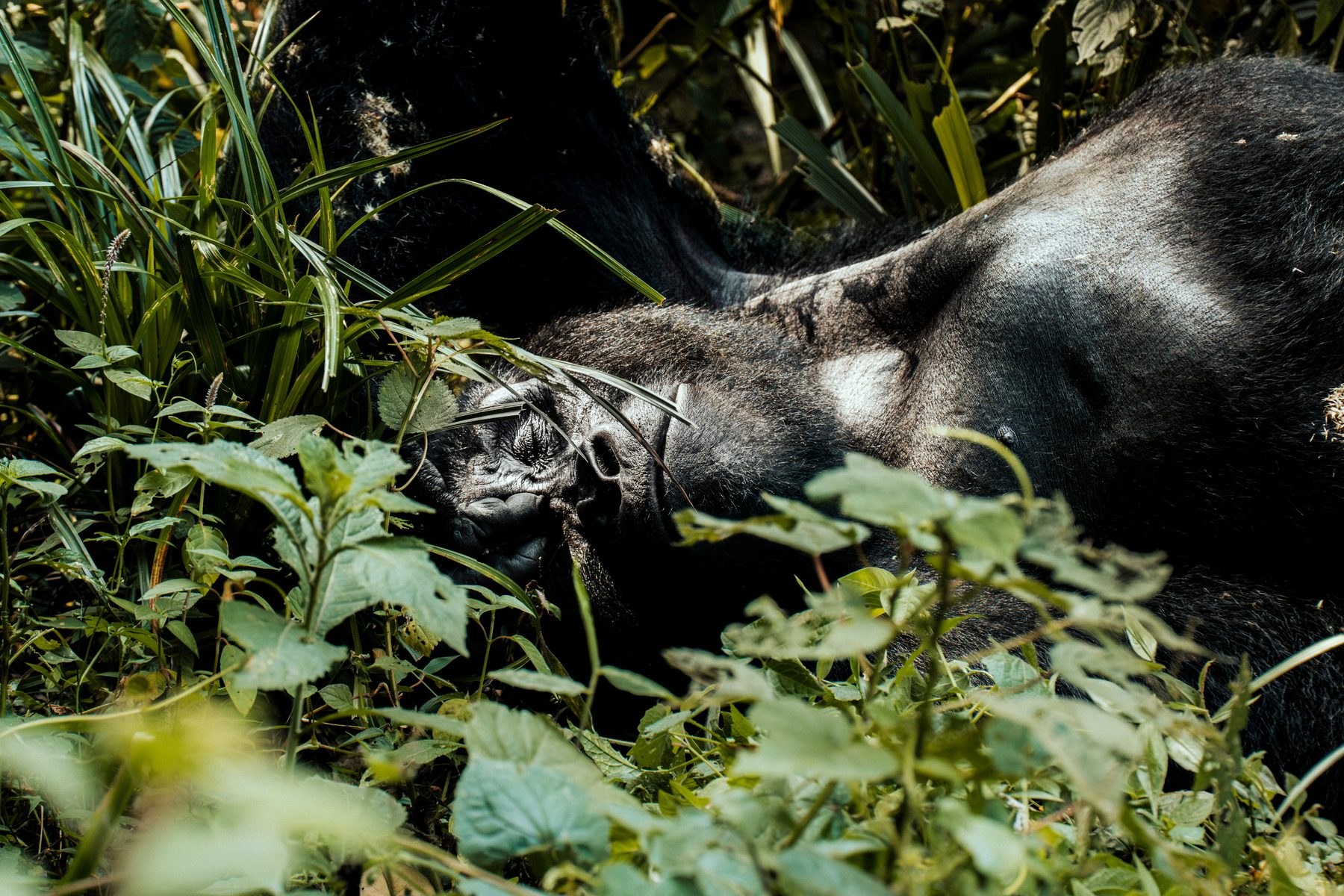 Silverback gorilla resting in the thickets of Bwindi forest