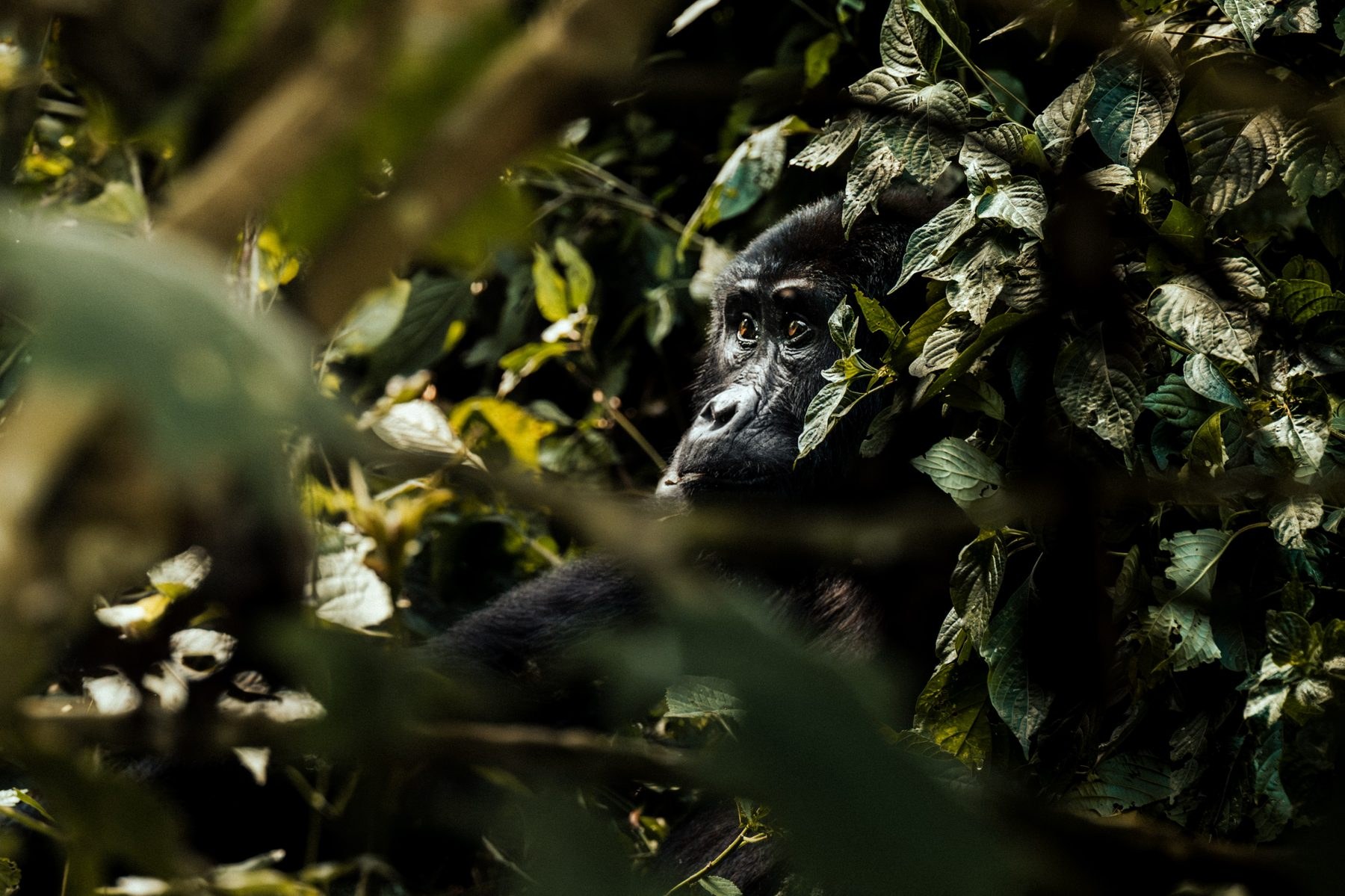 Gorilla in the thickets of Bwindi Impenetrable Forest