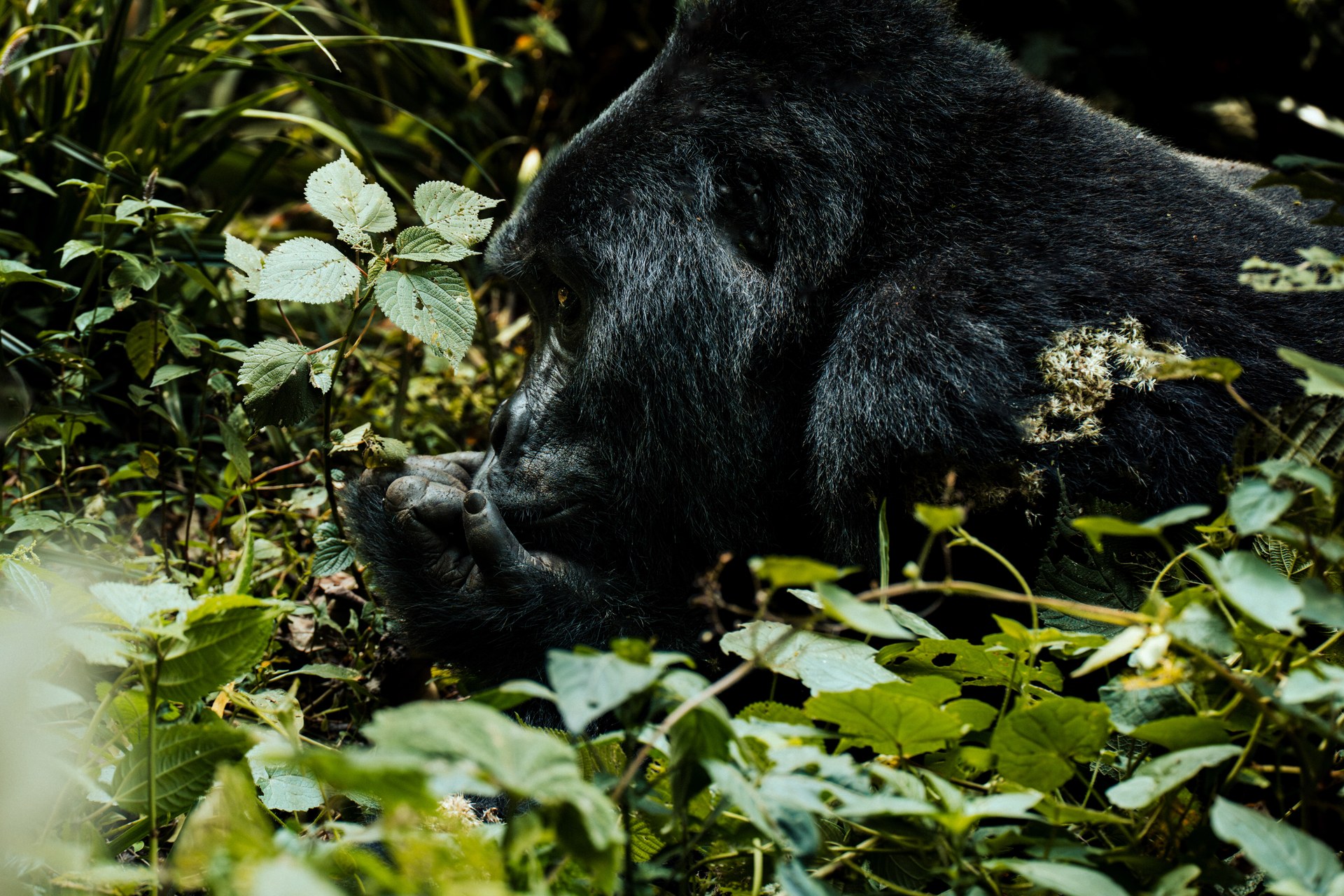 Mountain gorilla resting in the thickets of Bwindi forest