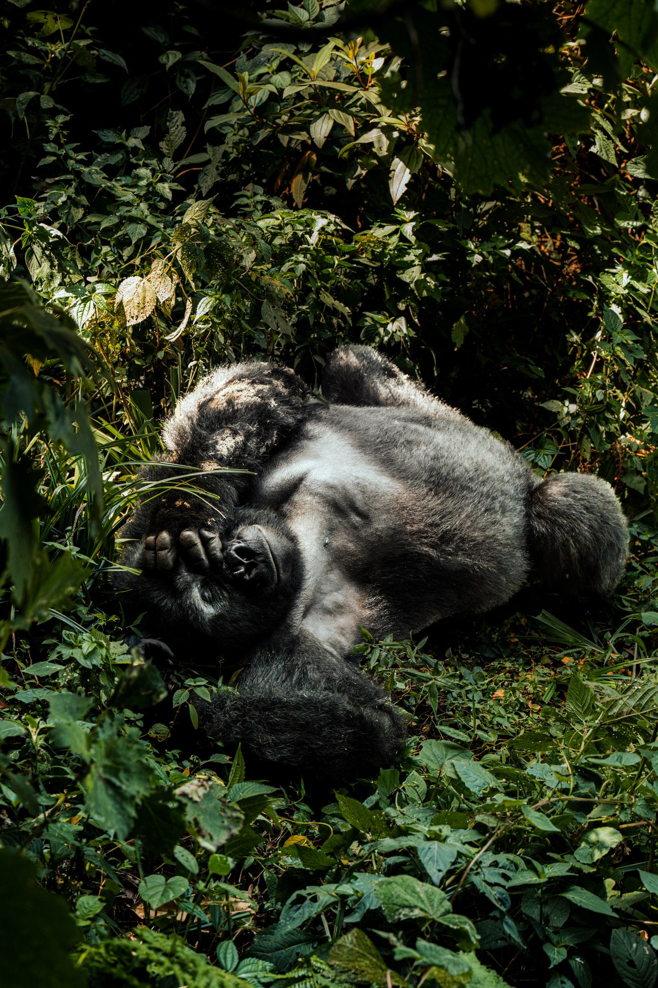 Silverback relaxing in Bwindi rainforest