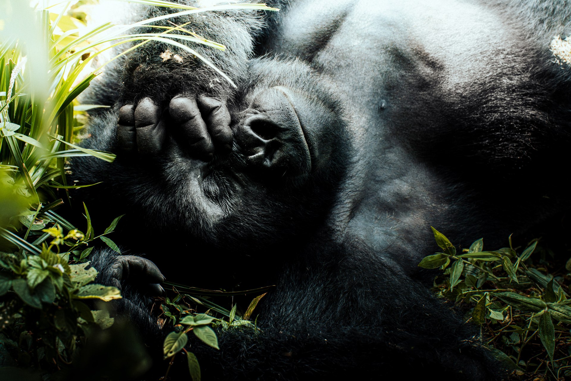 Silverback resting in Bwindi Impenetrable Forest
