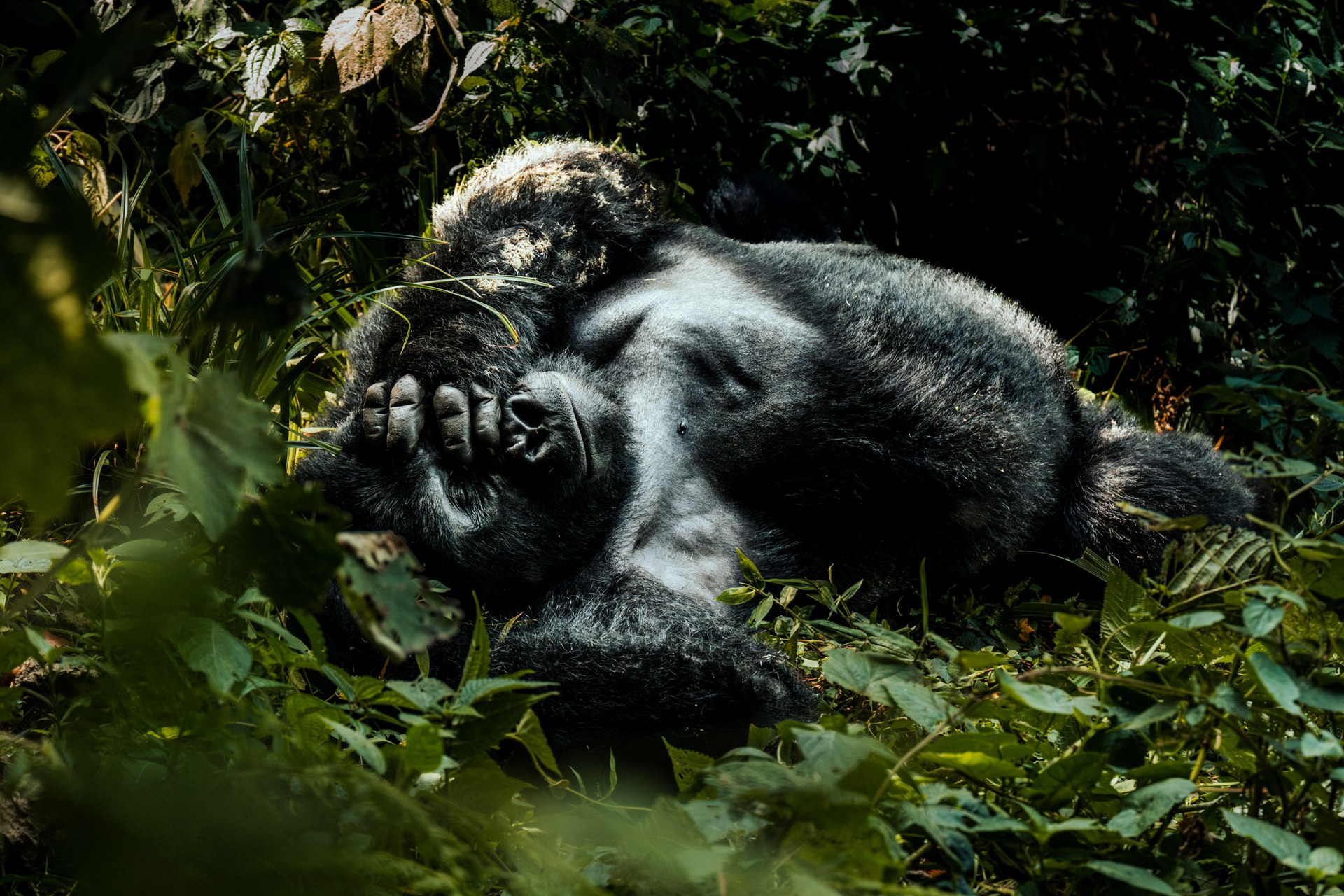 Silverback resting in the dense greenery of Bwindi