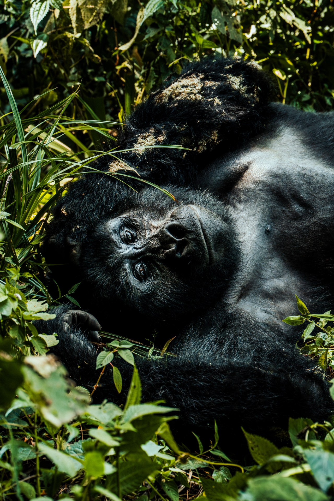 Silverback resting in the thickets of Bwindi forest