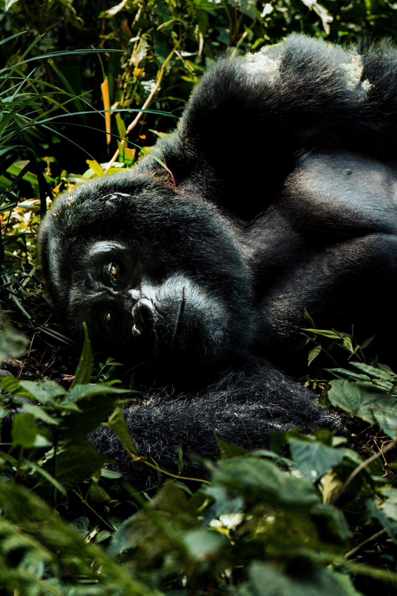 Gorilla trekking group in Bwindi Impenetrable National Park rainforest