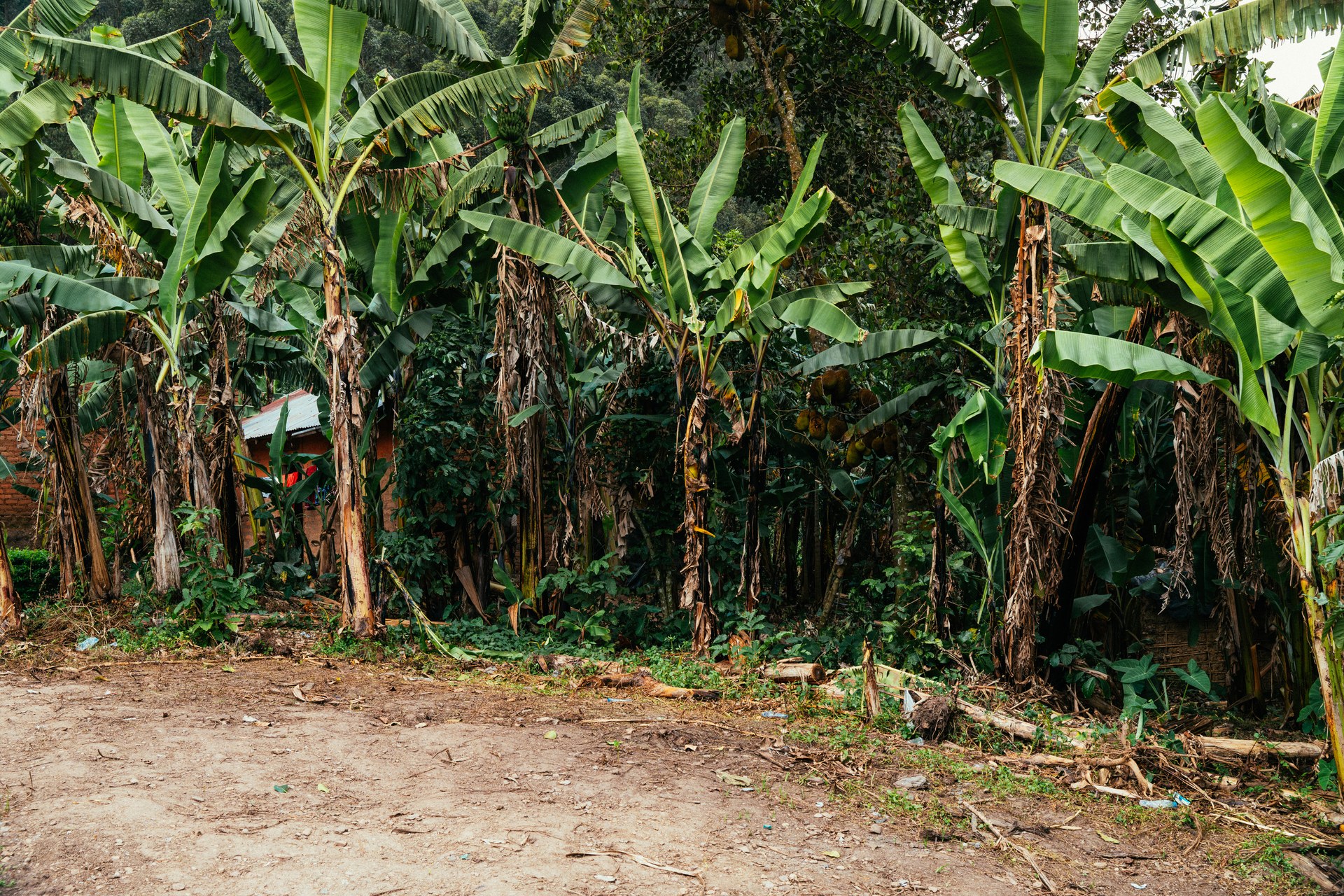 Banana plantation near the orphanage in Buhoma