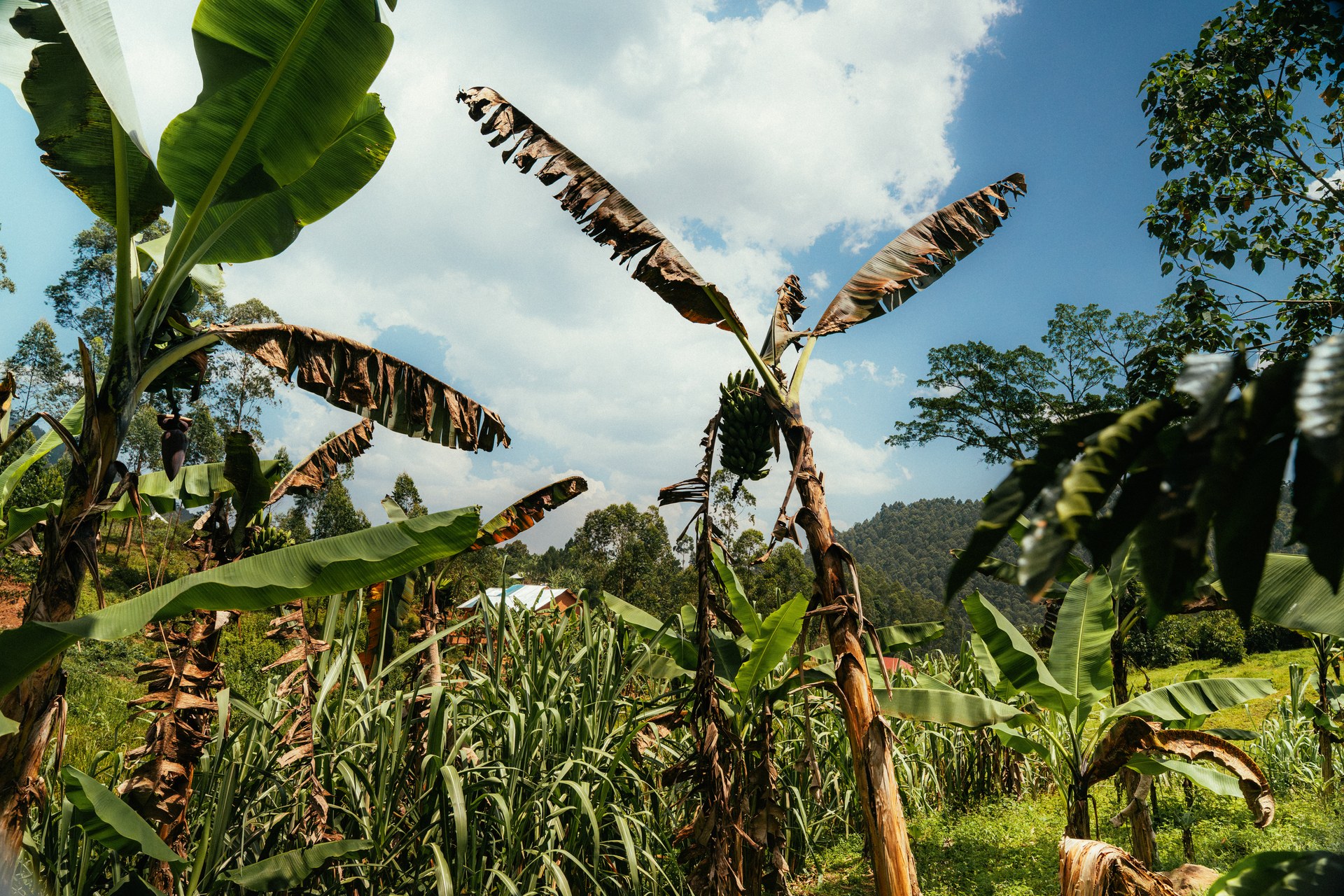 Banana plantation near the orphanage in Buhoma