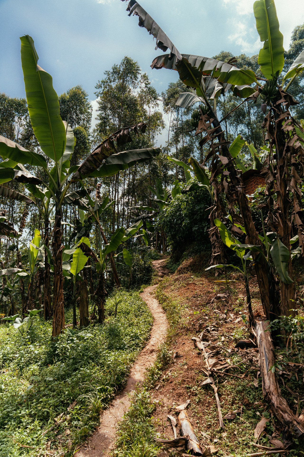 Narrow path through banana trees in Buhoma