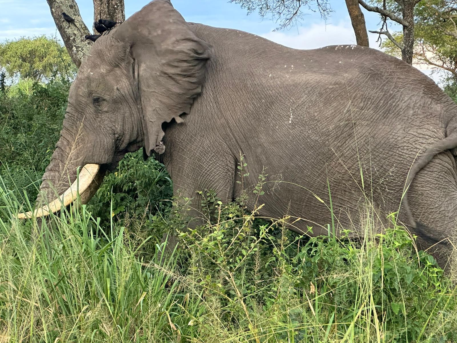 Elephant in Murchison Falls National Park, Uganda