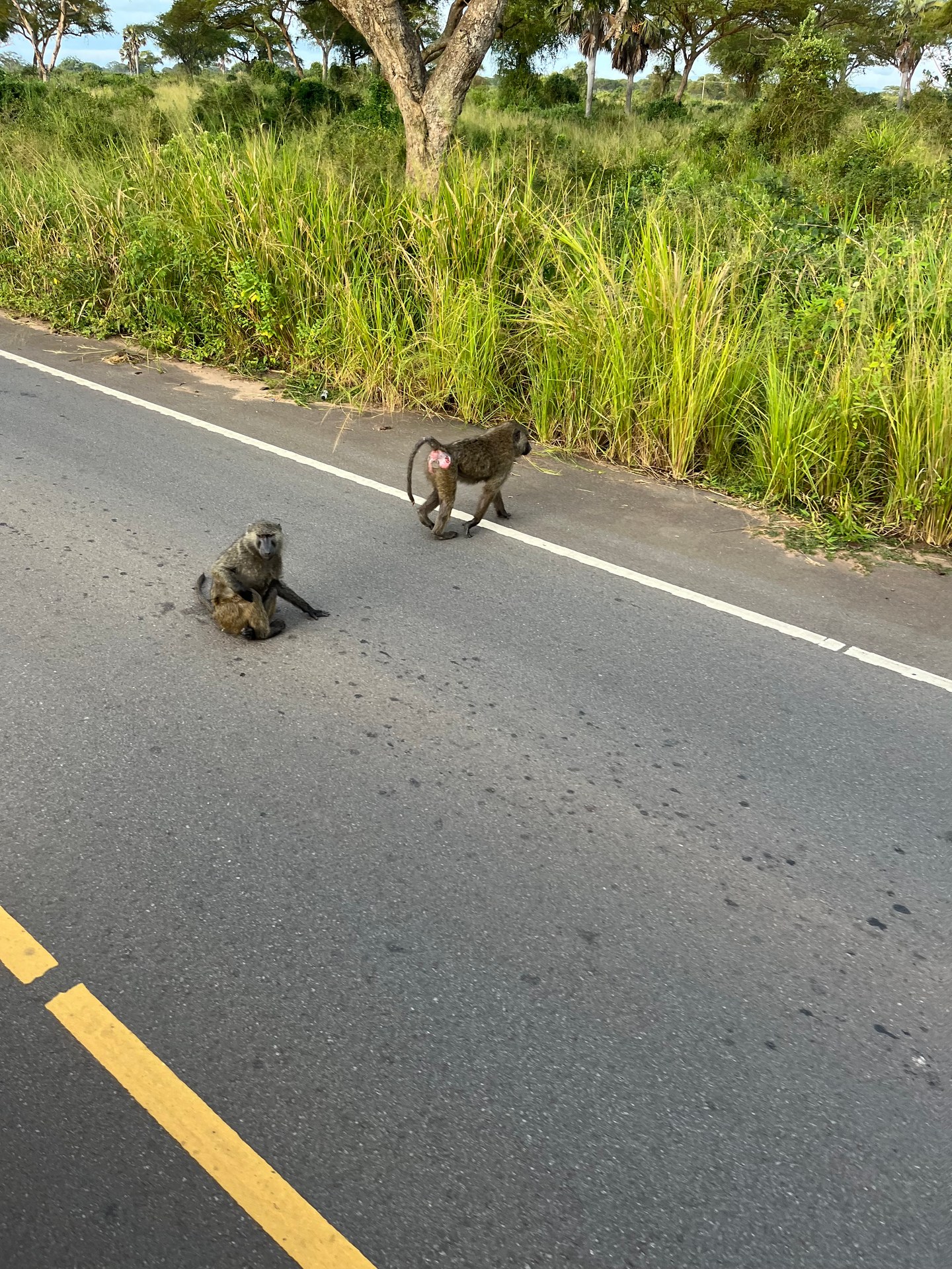 Baboons on the road in Murchison Falls National Park