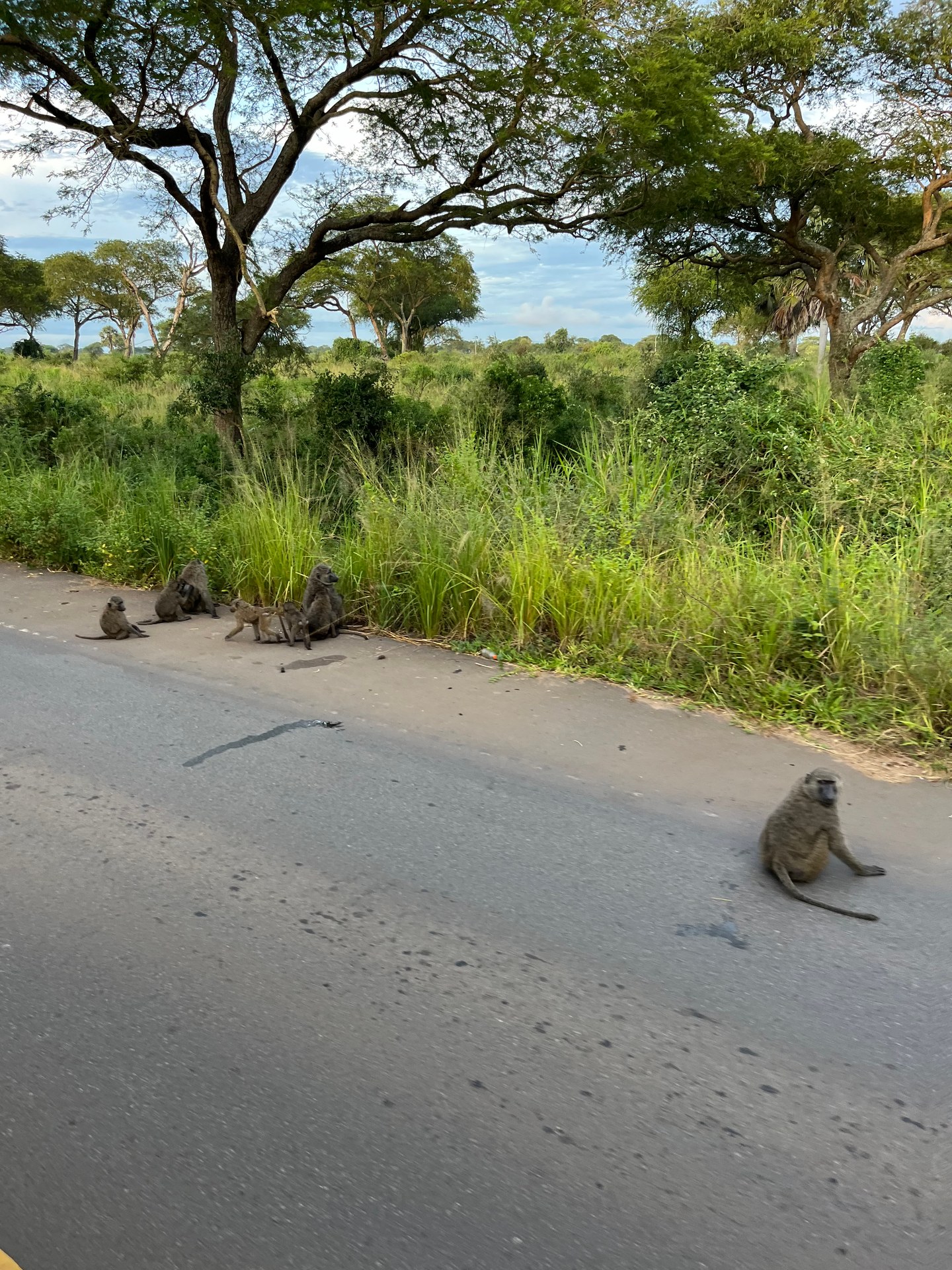 Baboons on the road in Murchison Falls National Park
