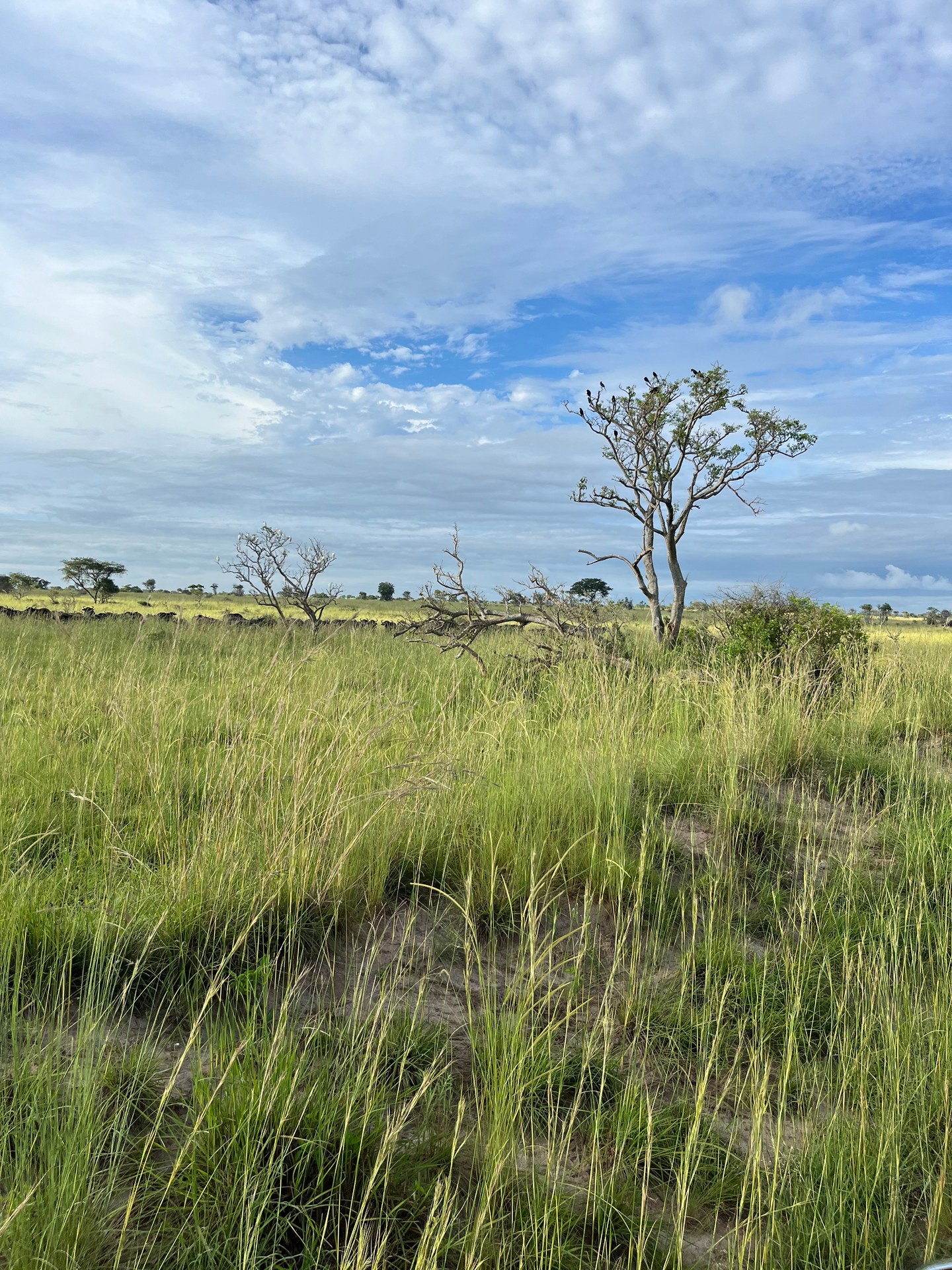 Wide savanna in Murchison Falls National Park at sunset