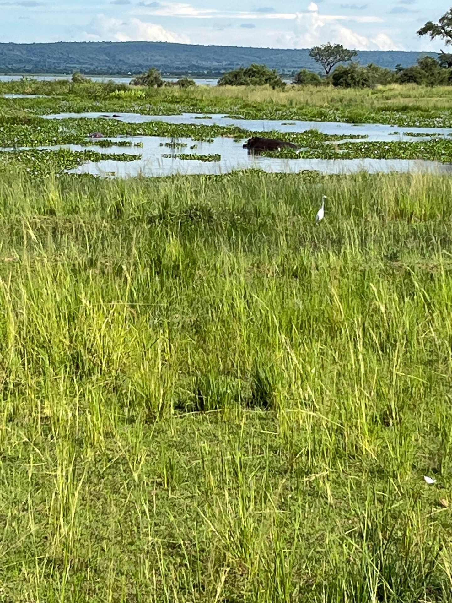Hippopotamus in the wetlands of Murchison Falls National Park