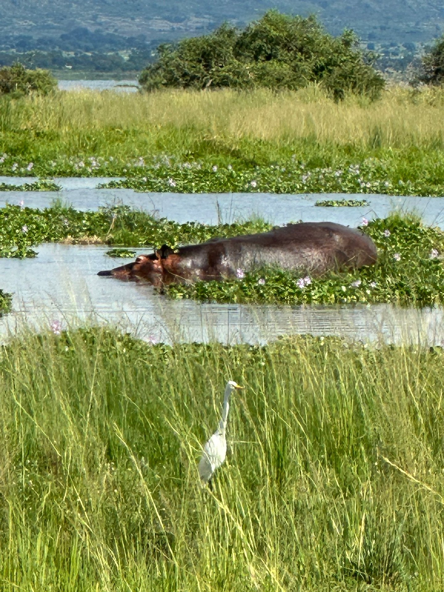 Hippopotamus in the swamp of Murchison Falls National Park
