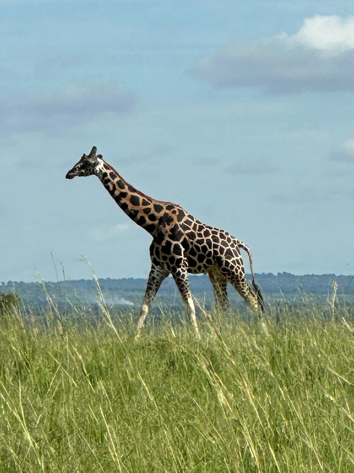 Rothschild-Giraffe