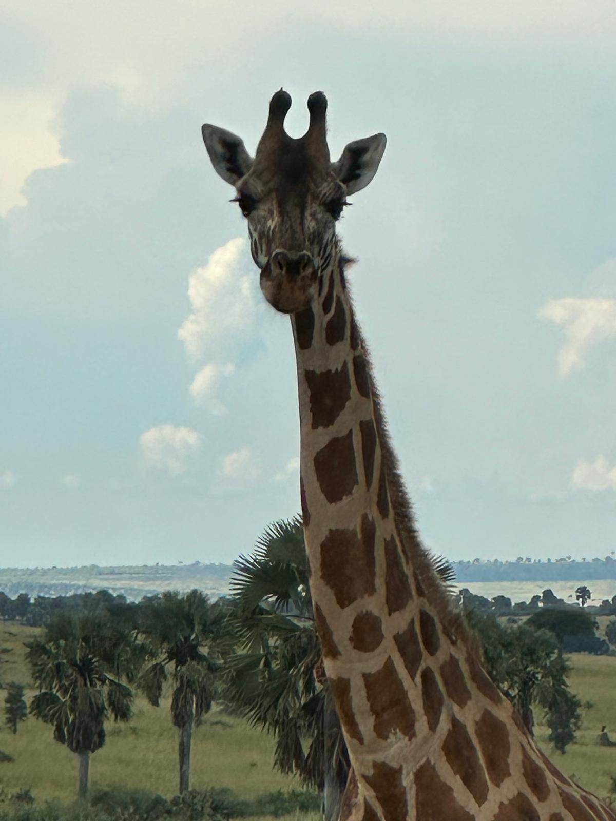 Giraffe im Murchison Falls Park schaut direkt in die Kamera