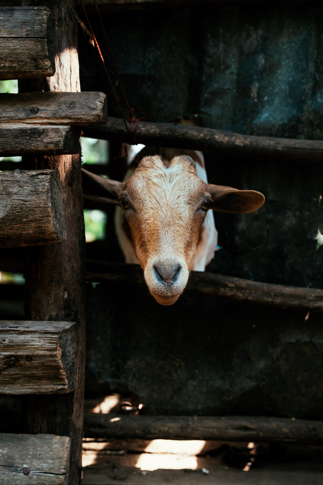 Goat peering through fence at Buhoma orphanage