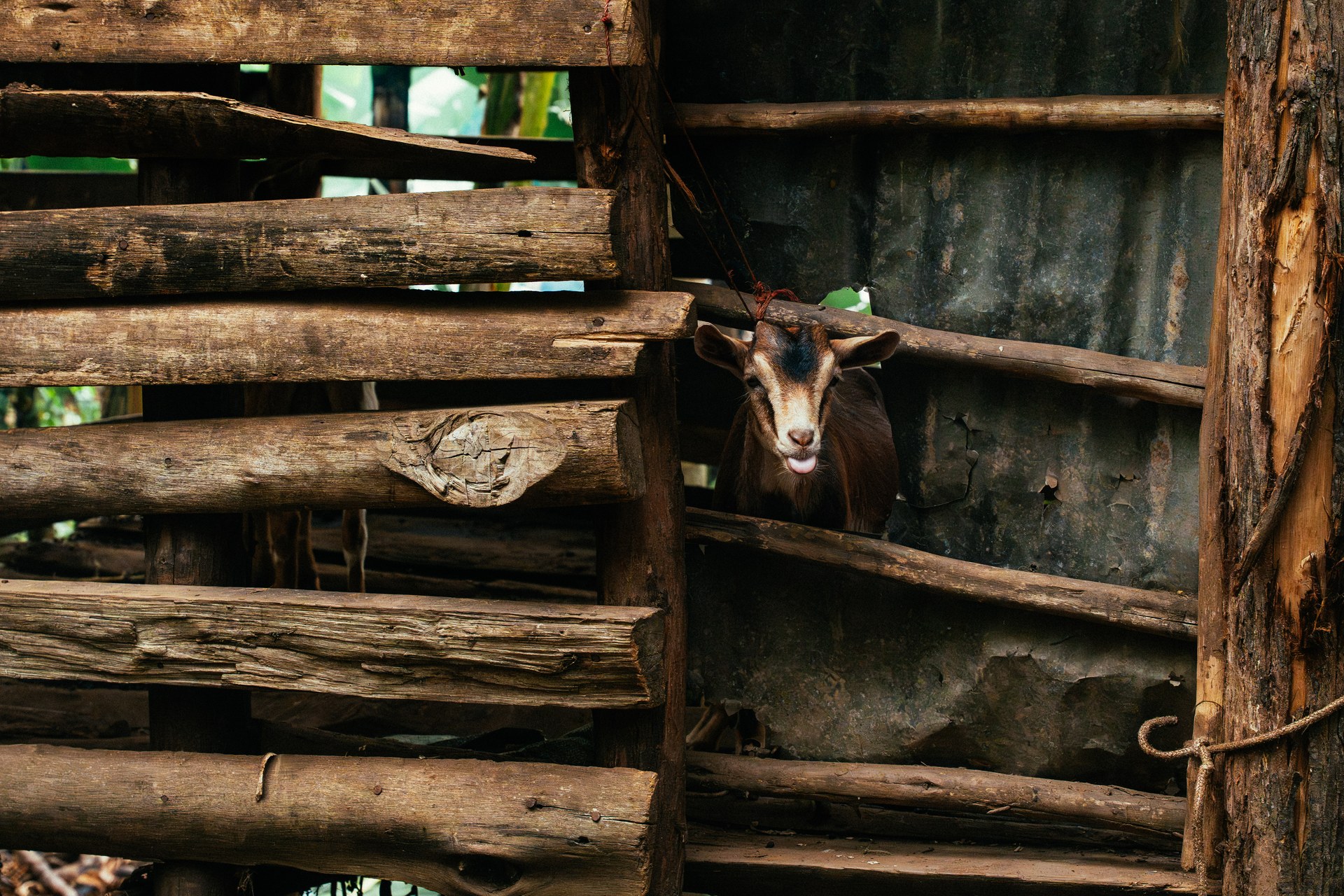 Goat peering through fence at Buhoma orphanage
