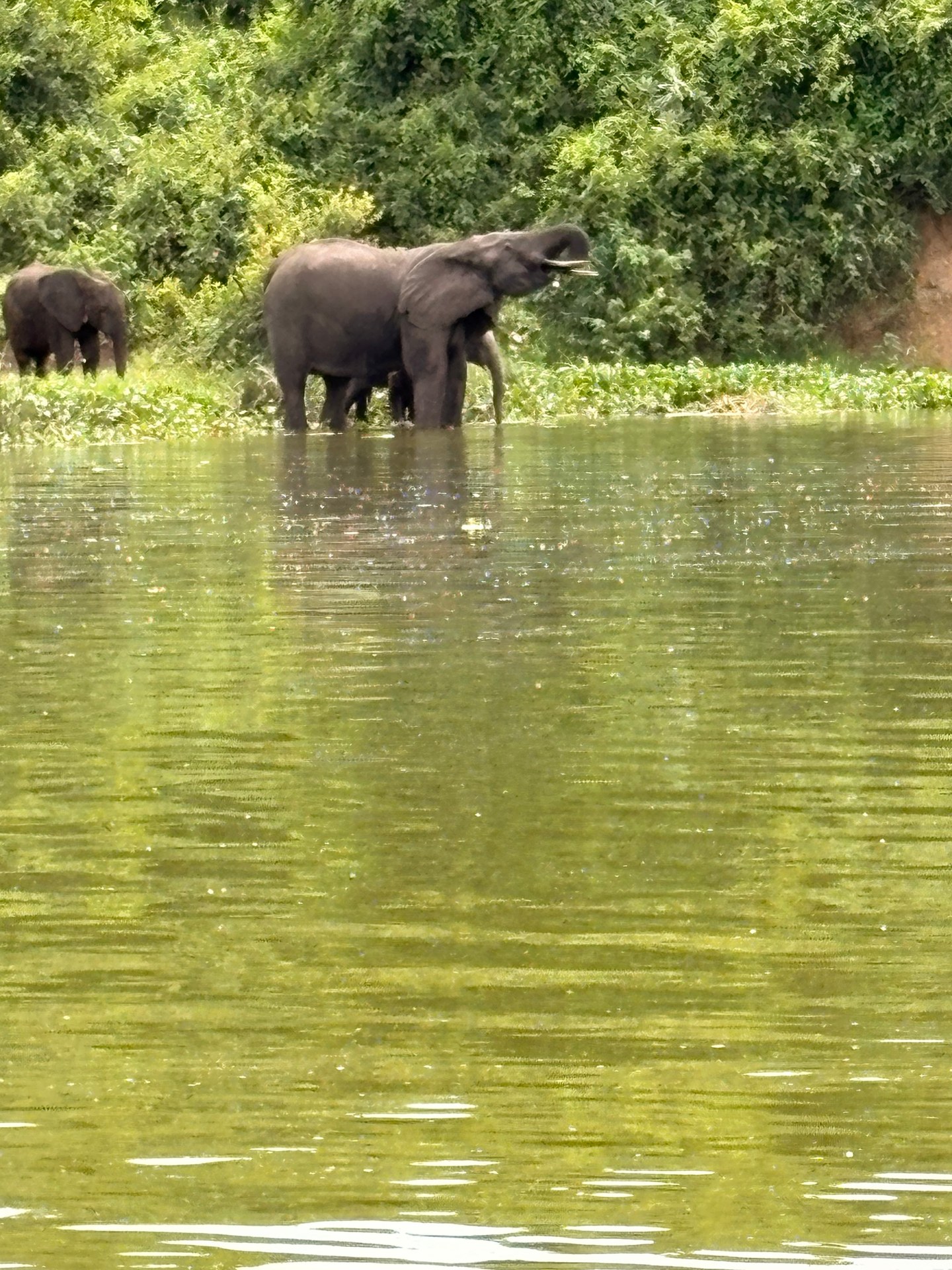 Elephants drinking at the shore of Queen Elizabeth Park