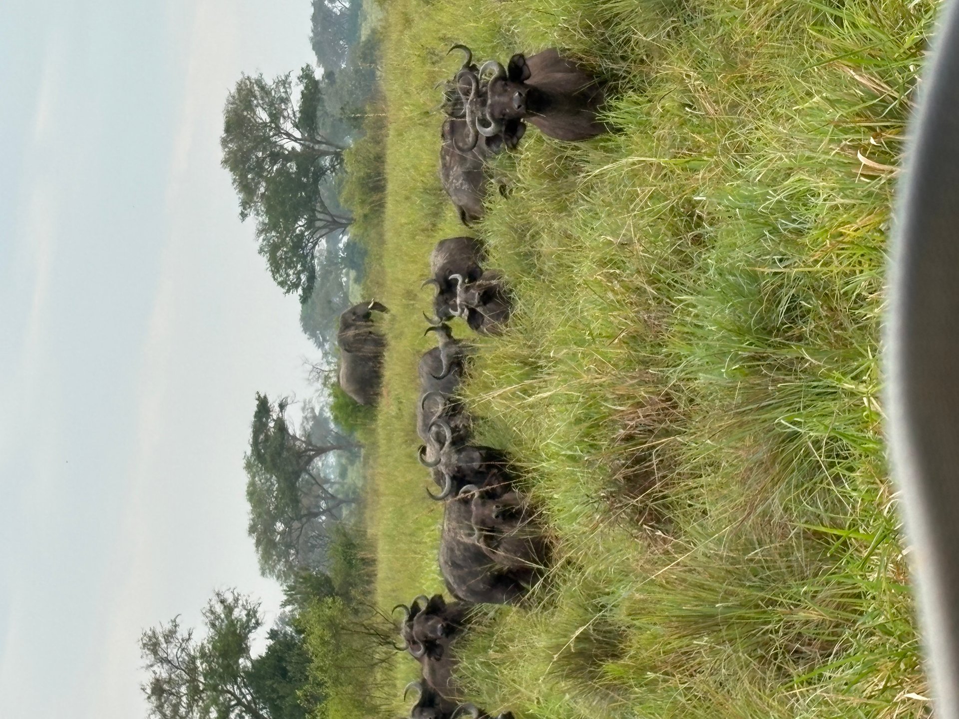 Queen Elizabeth Safari