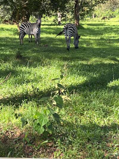 Steppenzebra