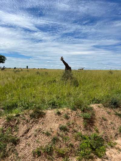 Rothschild-Giraffe