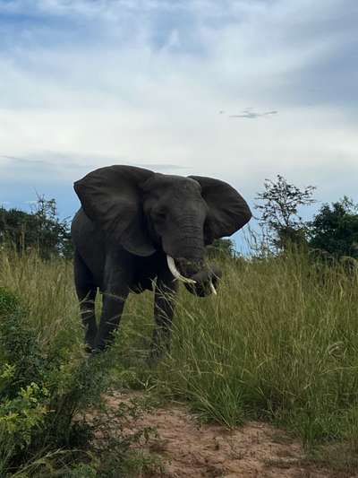 Afrikanischer Elefant
