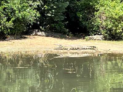 Krokodil im Murchison-Falls-Nationalpark