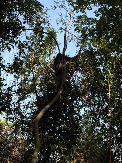 Bwindi Impenetrable Forest