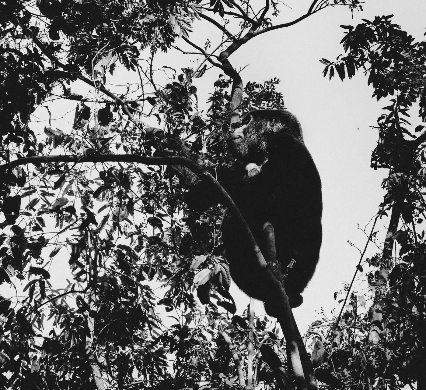 Mountain gorilla moving through the dense forest canopy in Bwindi Impenetrable National Park