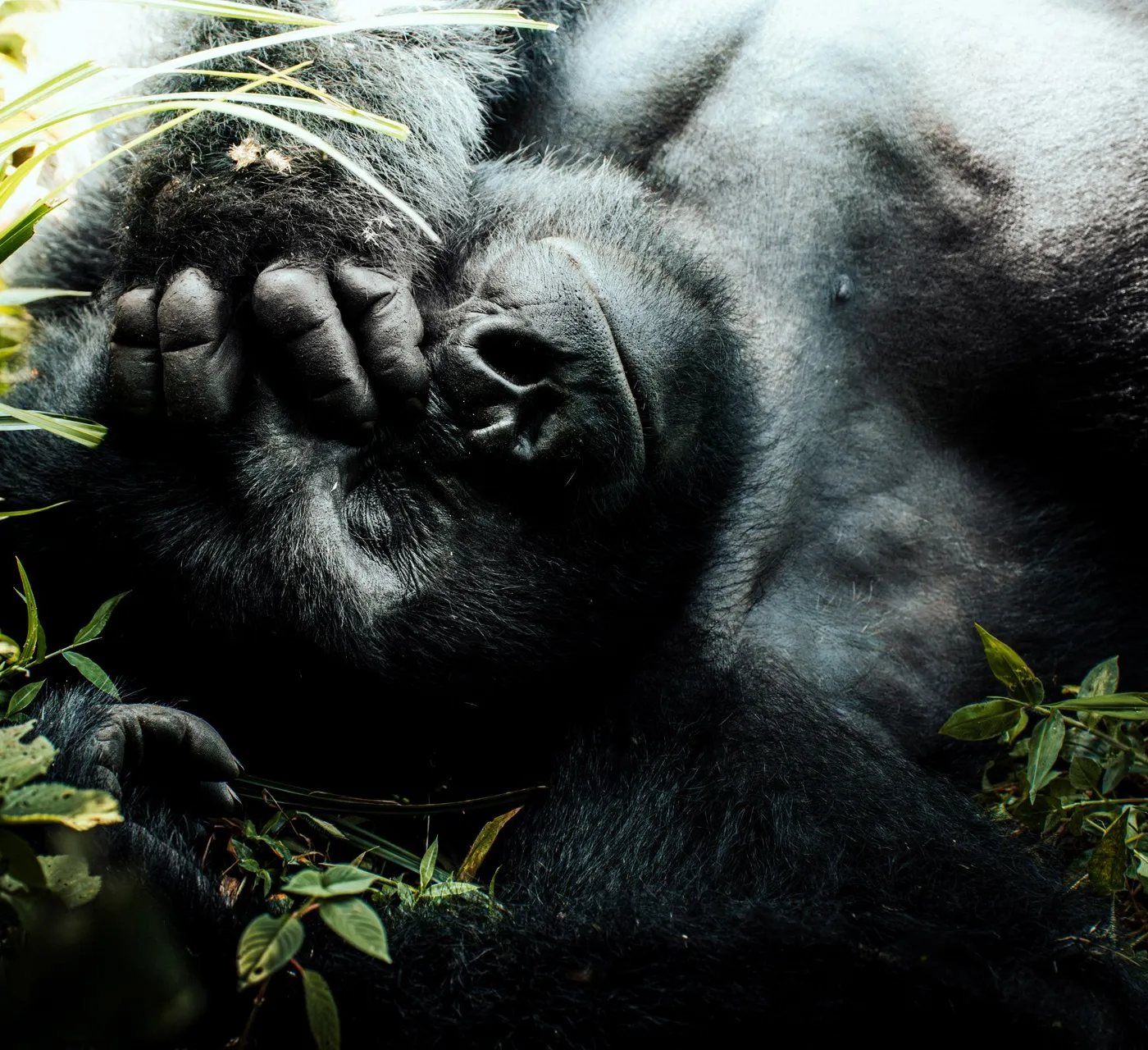 Wildlife of Bwindi