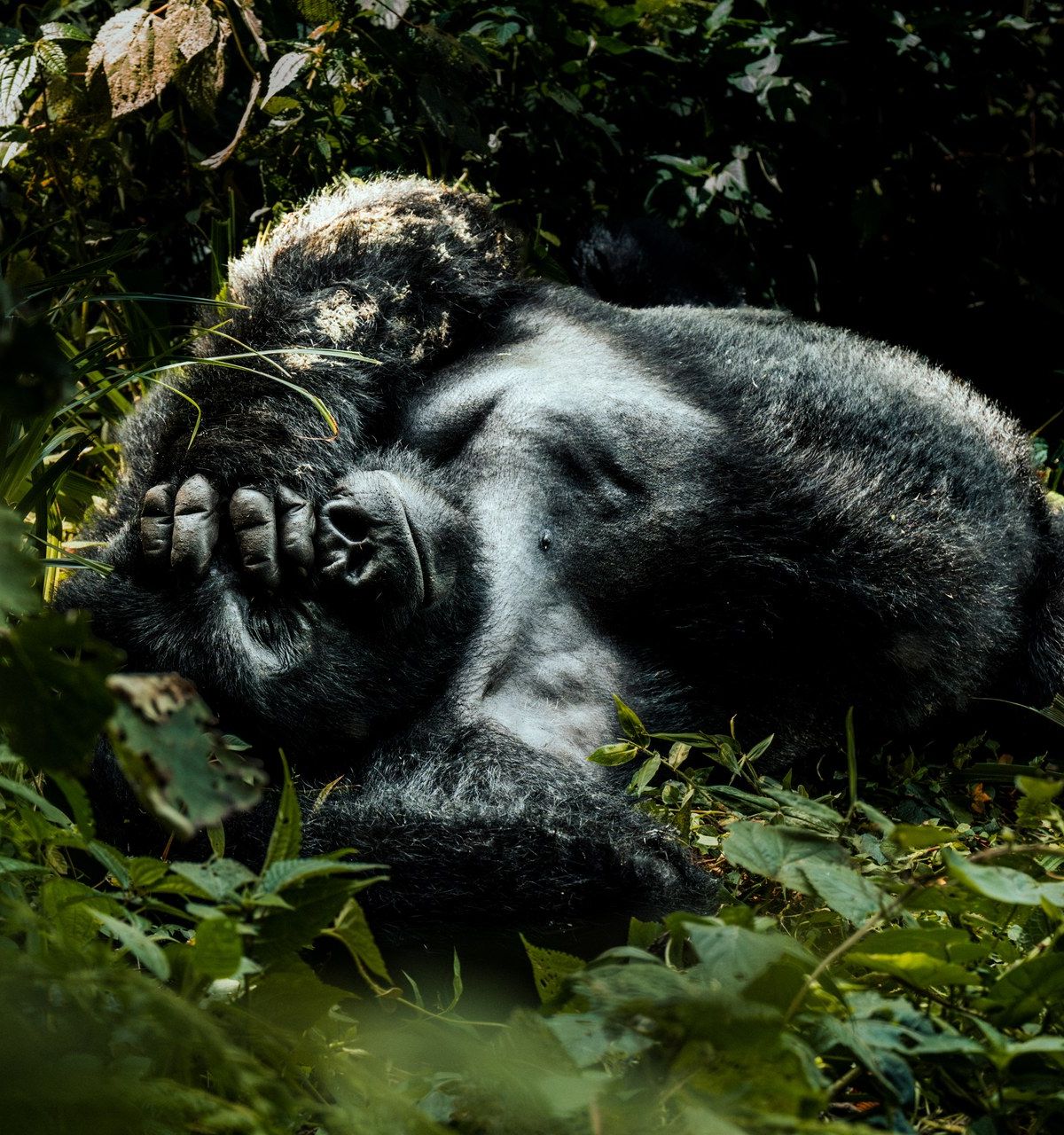 Silverback gorilla resting in the undergrowth of Bwindi Impenetrable Forest — photographed on location, January 2026