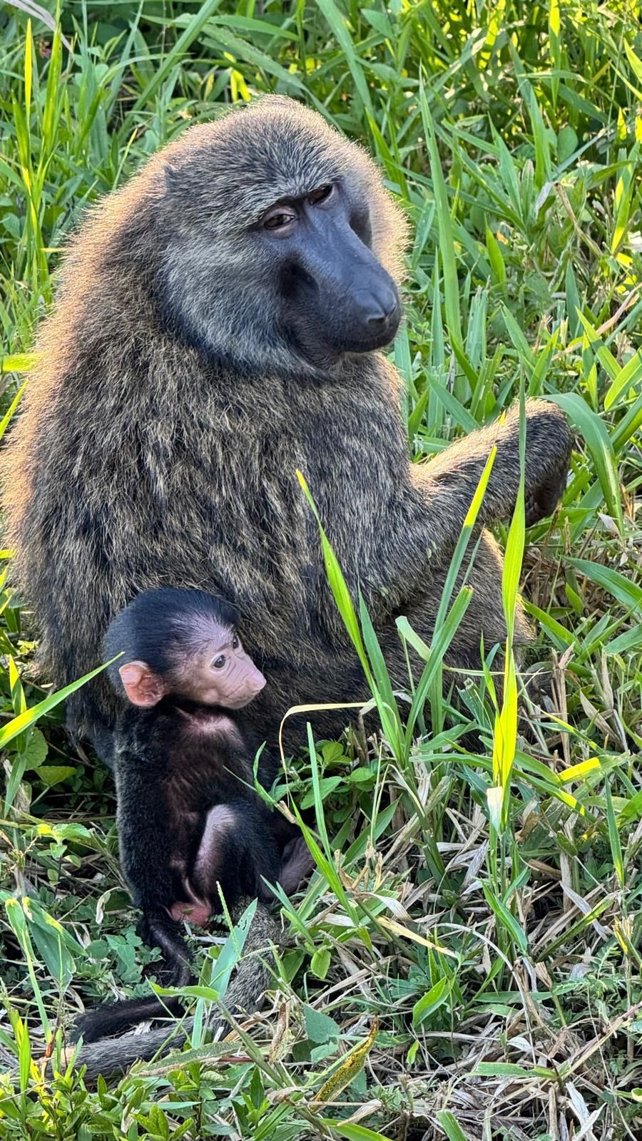 Olive baboon mother with infant in Uganda