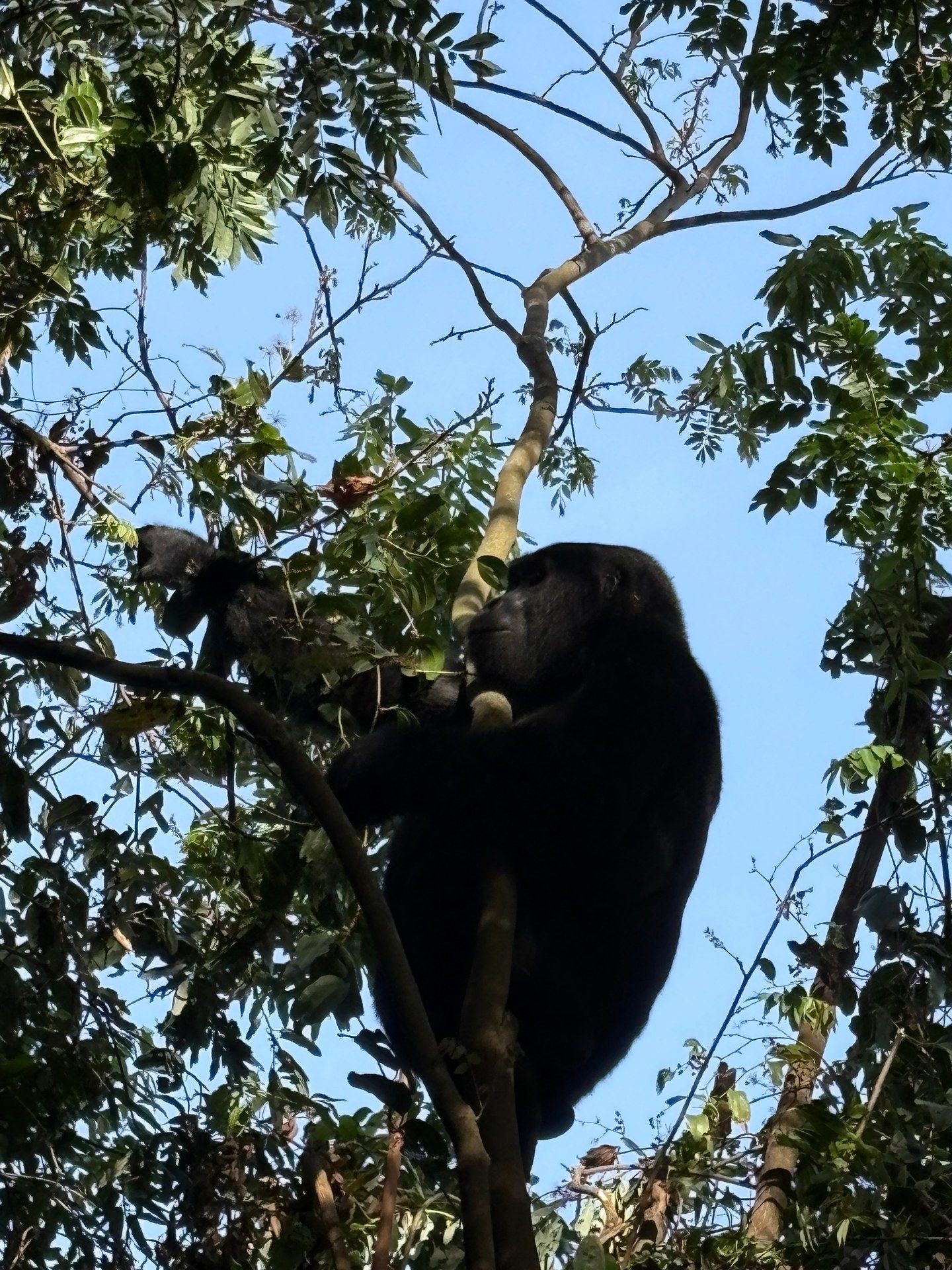 A large mountain gorilla sits calmly in the upper branches of a tall tree in Bwindi Impenetrable National Park, feeding on leaves. Photo: Mark Suer, January 2026.