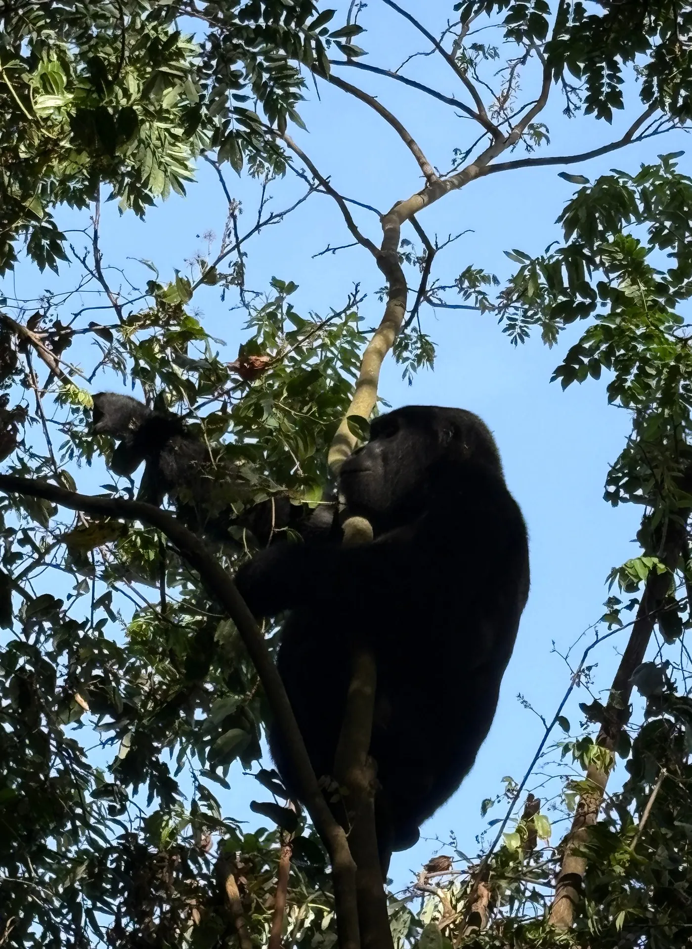 Mountain gorilla feeding on leaves high in the forest canopy, Bwindi Impenetrable National Park