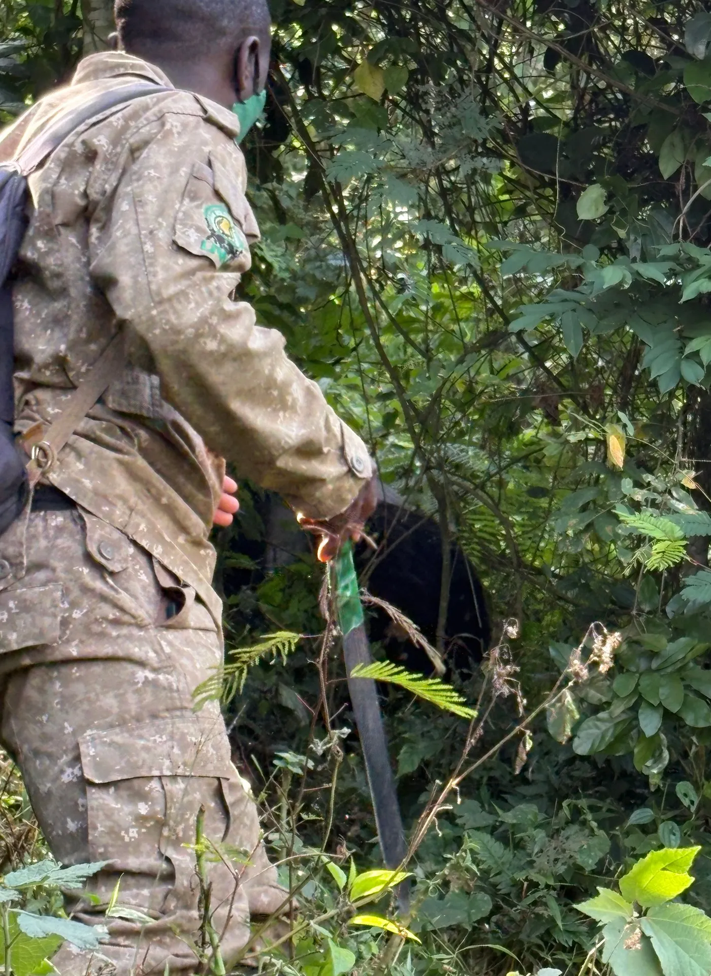 Armed ranger clearing a path through dense Bwindi forest undergrowth during gorilla trekking — Photo: Mark Suer, January 2026
